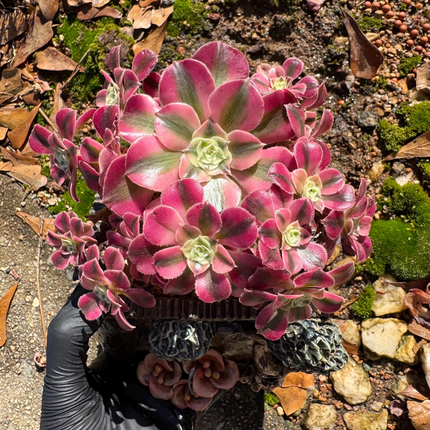 Aeonium' Pink Witch'  cluster,  4.5inches, Bare Root, Imported Rare Succulent, beautiful color, gift