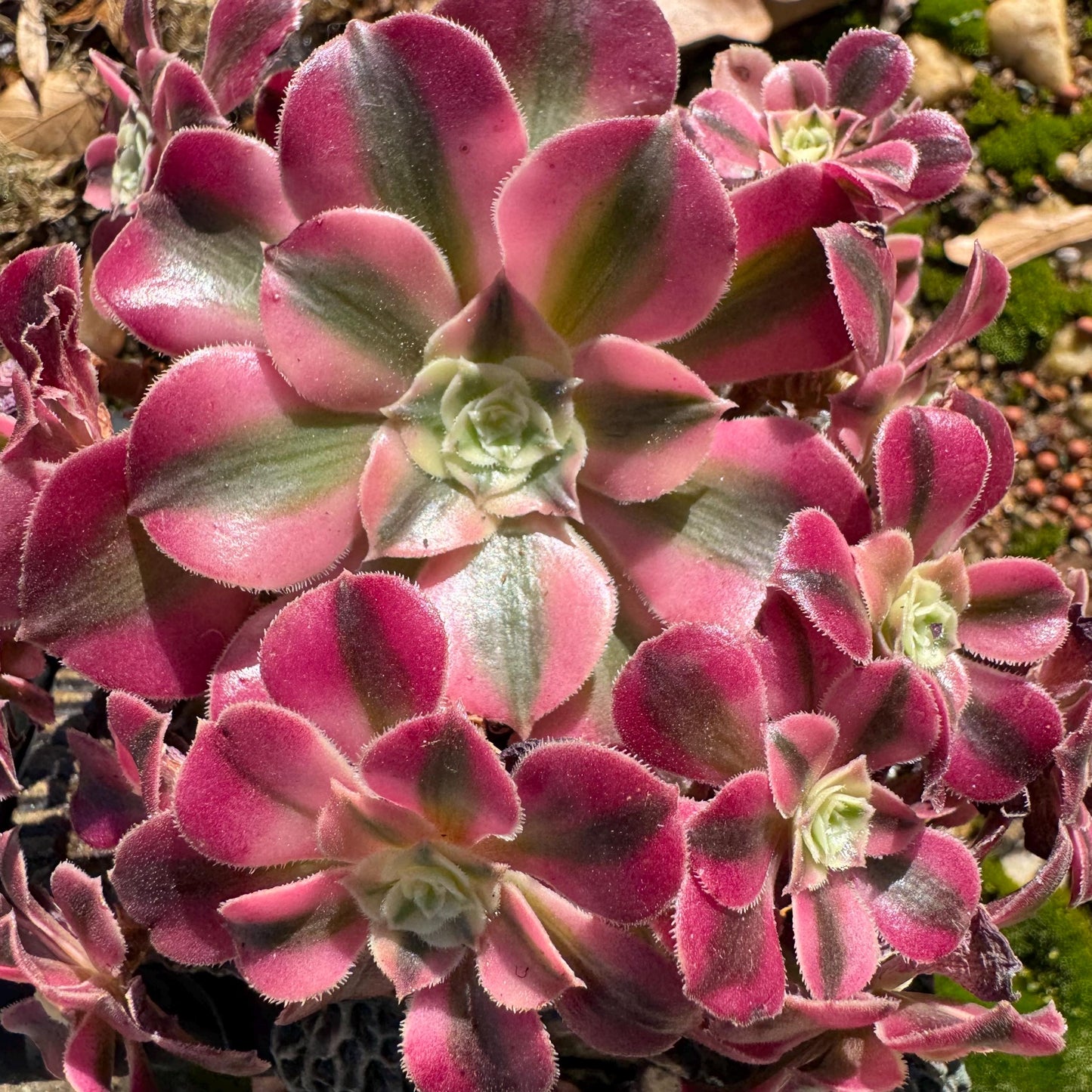 Aeonium' Pink Witch'  cluster,  4.5inches, Bare Root, Imported Rare Succulent, beautiful color, gift