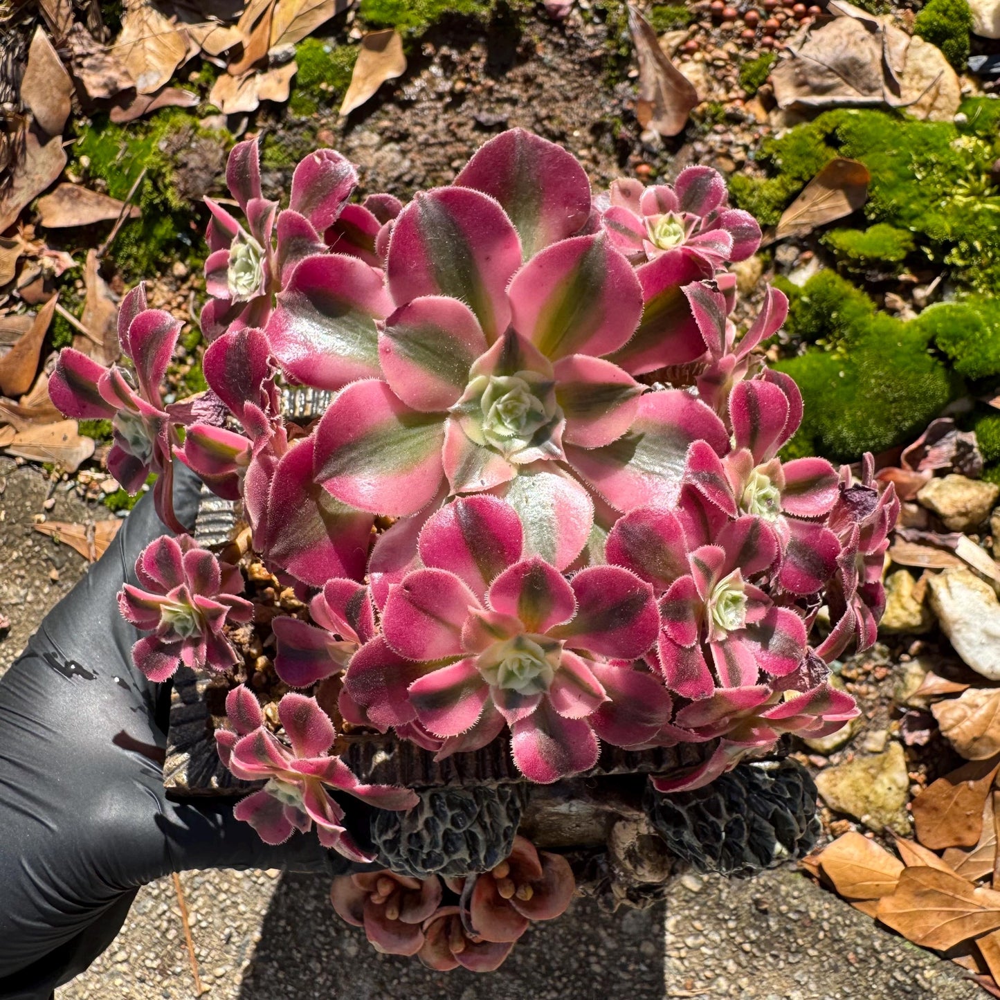 Aeonium' Pink Witch'  cluster,  4.5inches, Bare Root, Imported Rare Succulent, beautiful color, gift