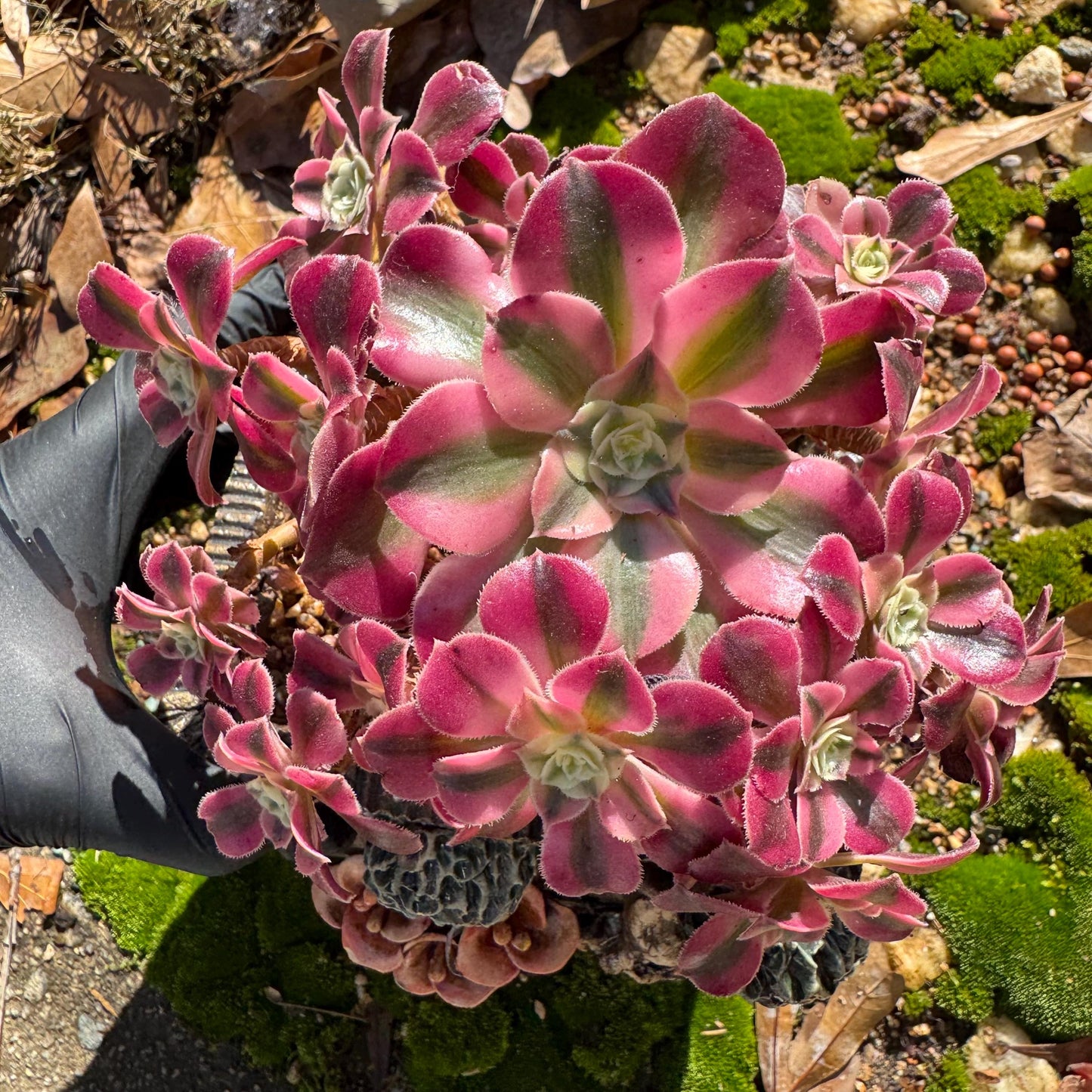 Aeonium' Pink Witch'  cluster,  4.5inches, Bare Root, Imported Rare Succulent, beautiful color, gift