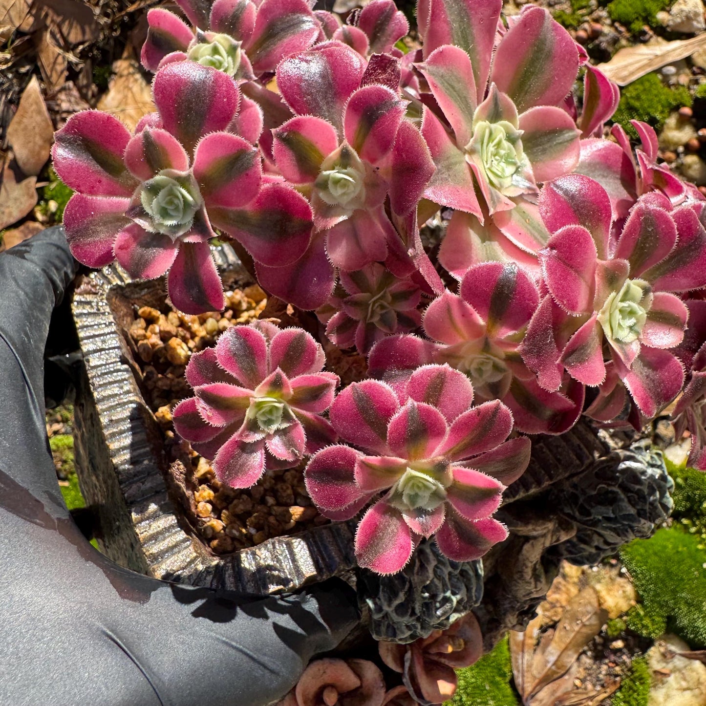 Aeonium' Pink Witch'  cluster,  4.5inches, Bare Root, Imported Rare Succulent, beautiful color, gift