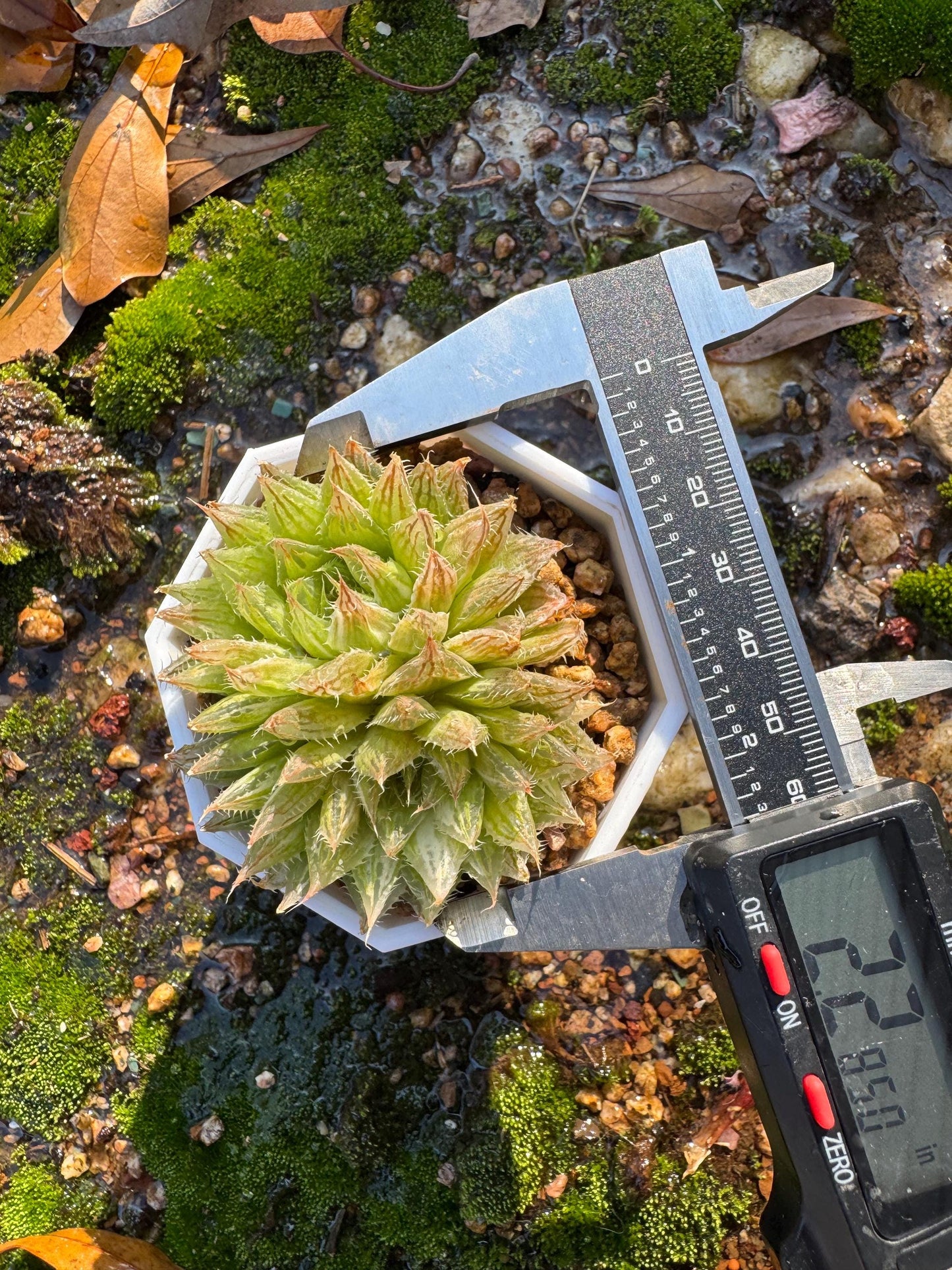 Haworthia Variegated, 2heads, 2.1 inches, bare Root, Imported Rare Succulent