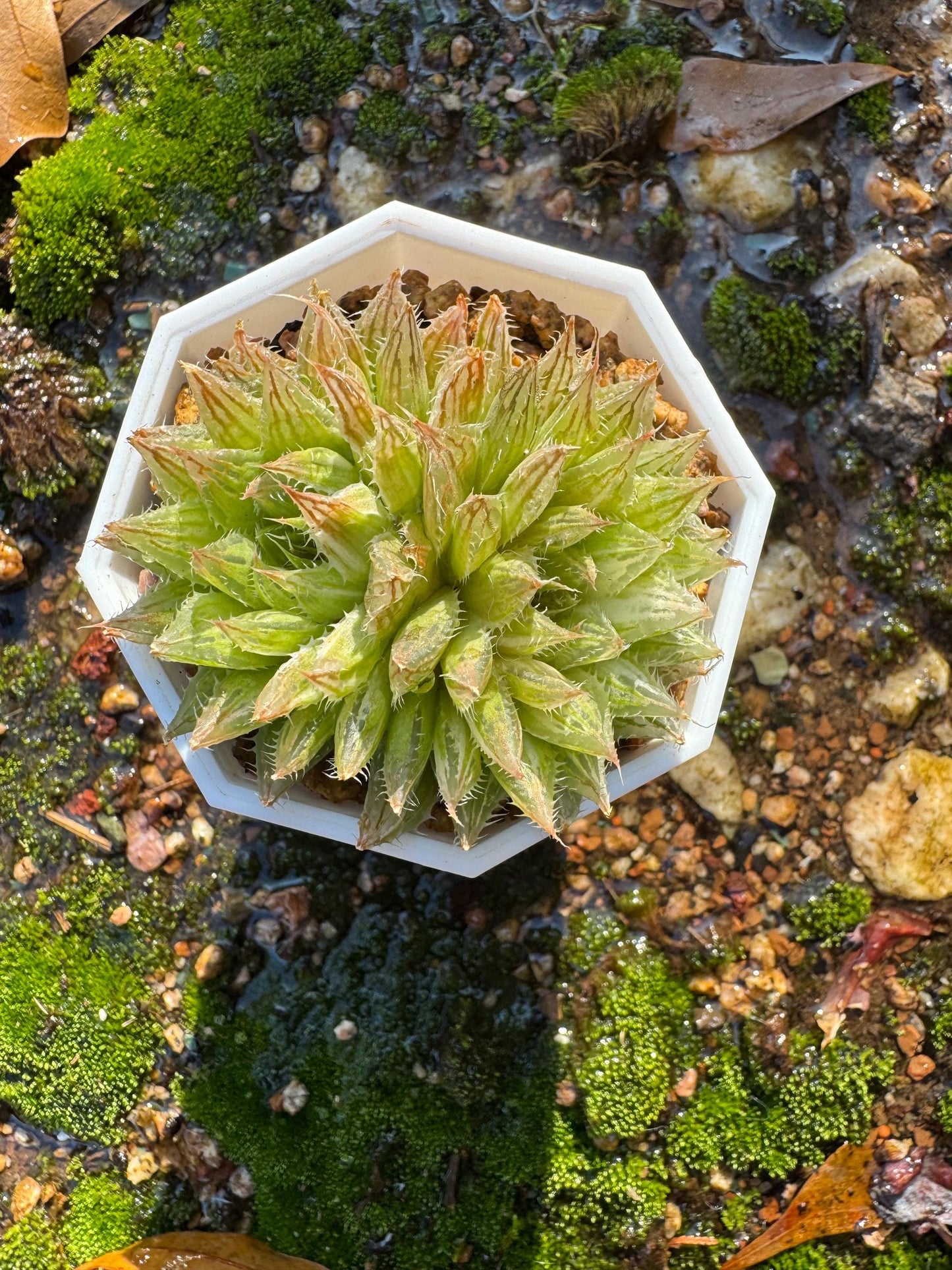 Haworthia Variegated, 2heads, 2.1 inches, bare Root, Imported Rare Succulent