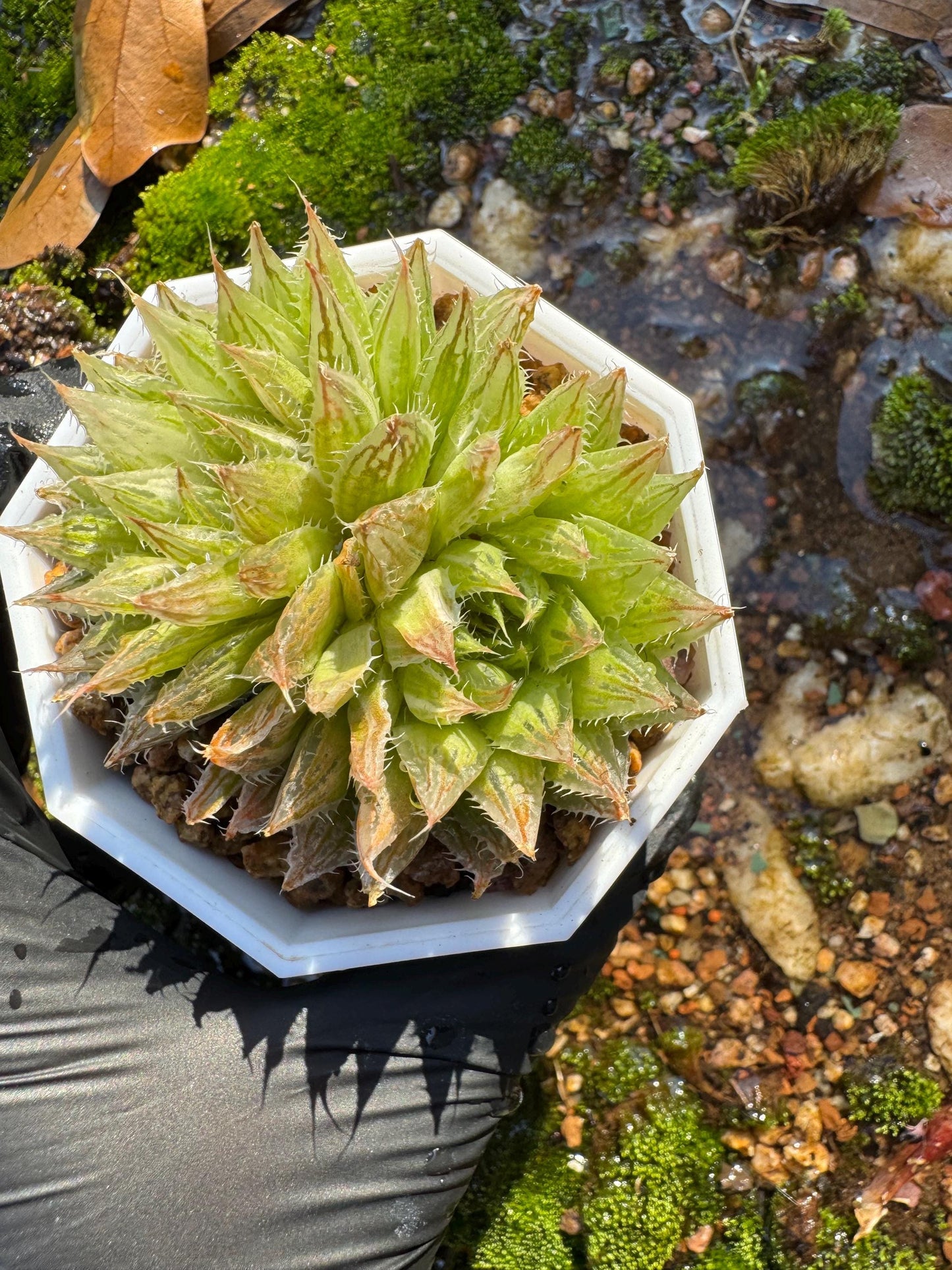 Haworthia Variegated, 2heads, 2.1 inches, bare Root, Imported Rare Succulent