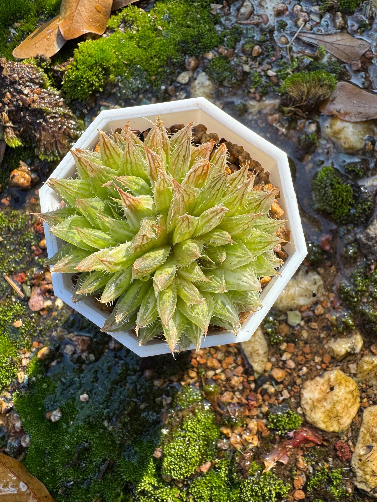 Haworthia Variegated, 2heads, 2.1 inches, bare Root, Imported Rare Succulent