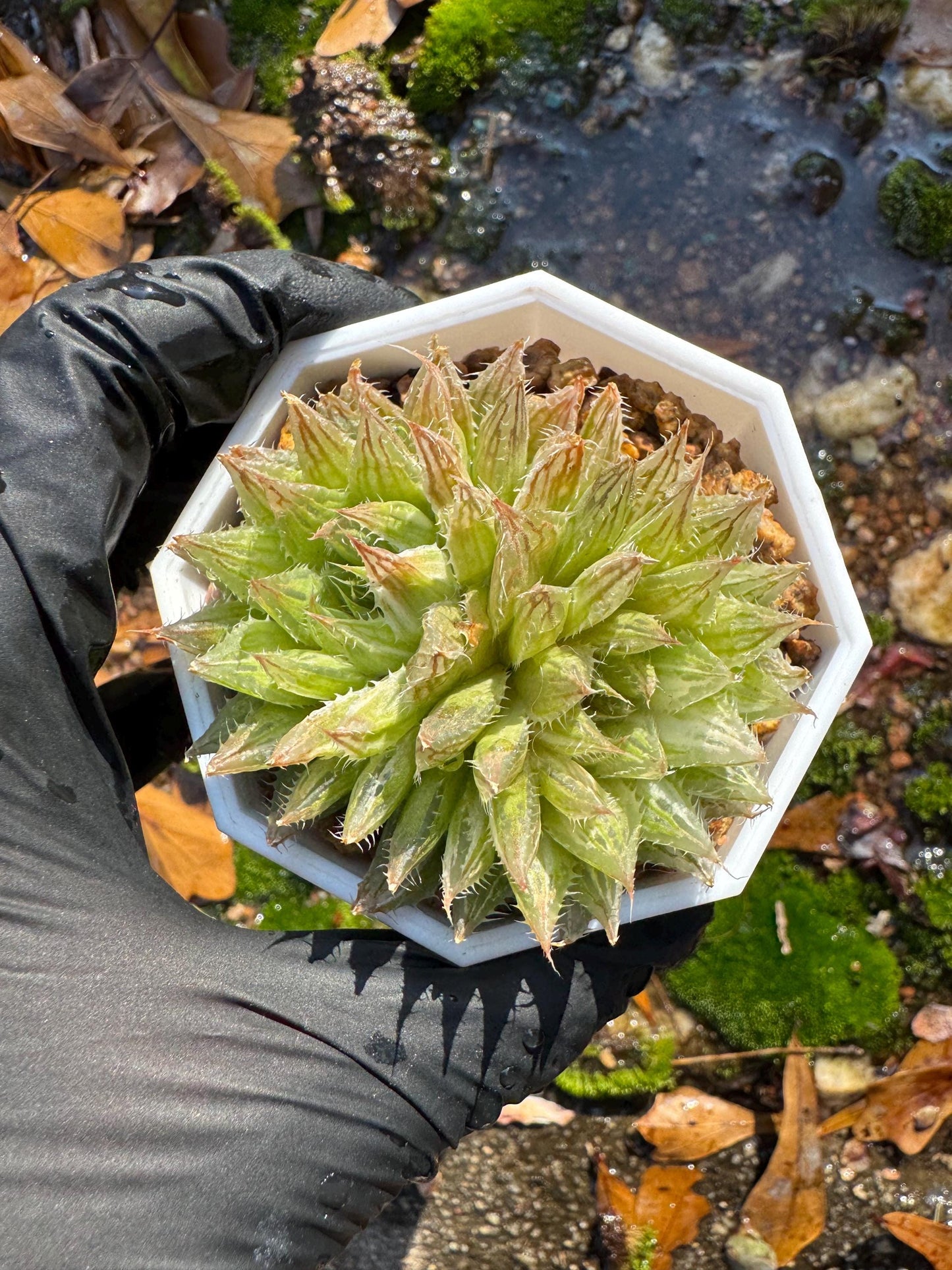 Haworthia Variegated, 2heads, 2.1 inches, bare Root, Imported Rare Succulent