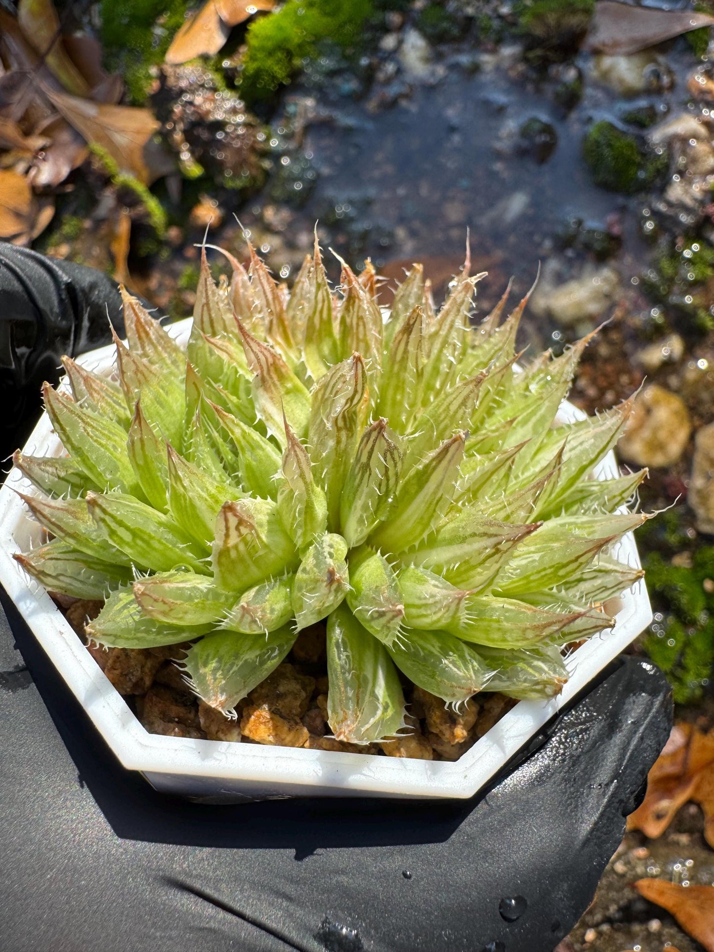 Haworthia Variegated, 2heads, 2.1 inches, bare Root, Imported Rare Succulent