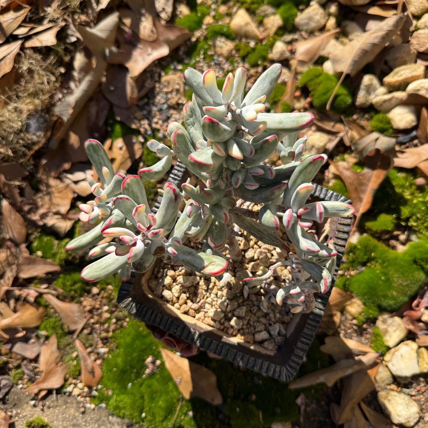 Cotyledon Orbiculata cv. Long Leaf Variegated , 5inches, bare Root, Imported Rare Succulent, live plant