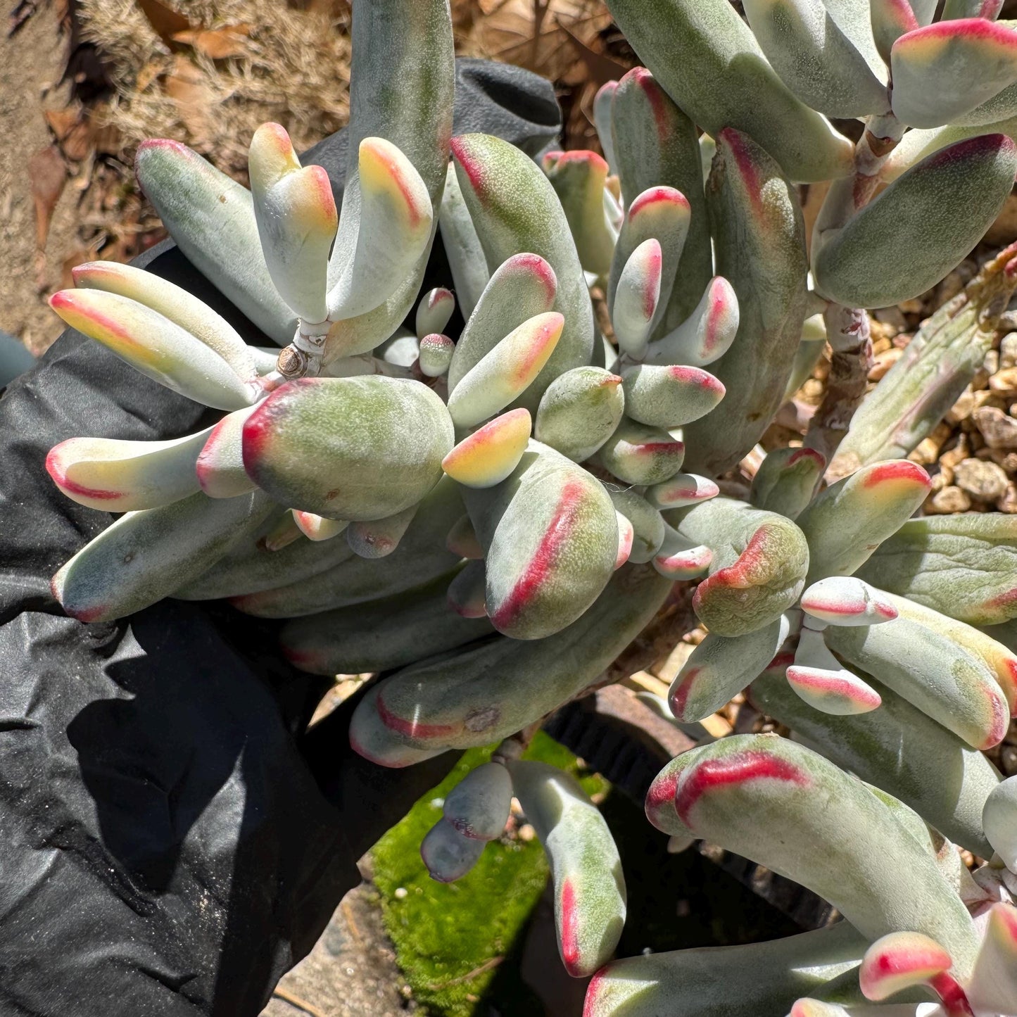 Cotyledon Orbiculata cv. Long Leaf Variegated , 5inches, bare Root, Imported Rare Succulent, live plant