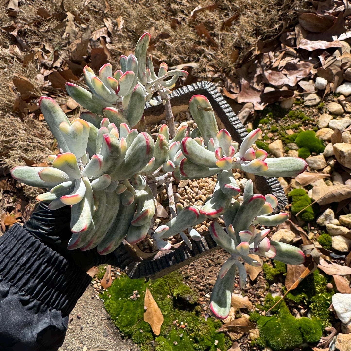 Cotyledon Orbiculata cv. Long Leaf Variegated , 5inches, bare Root, Imported Rare Succulent, live plant