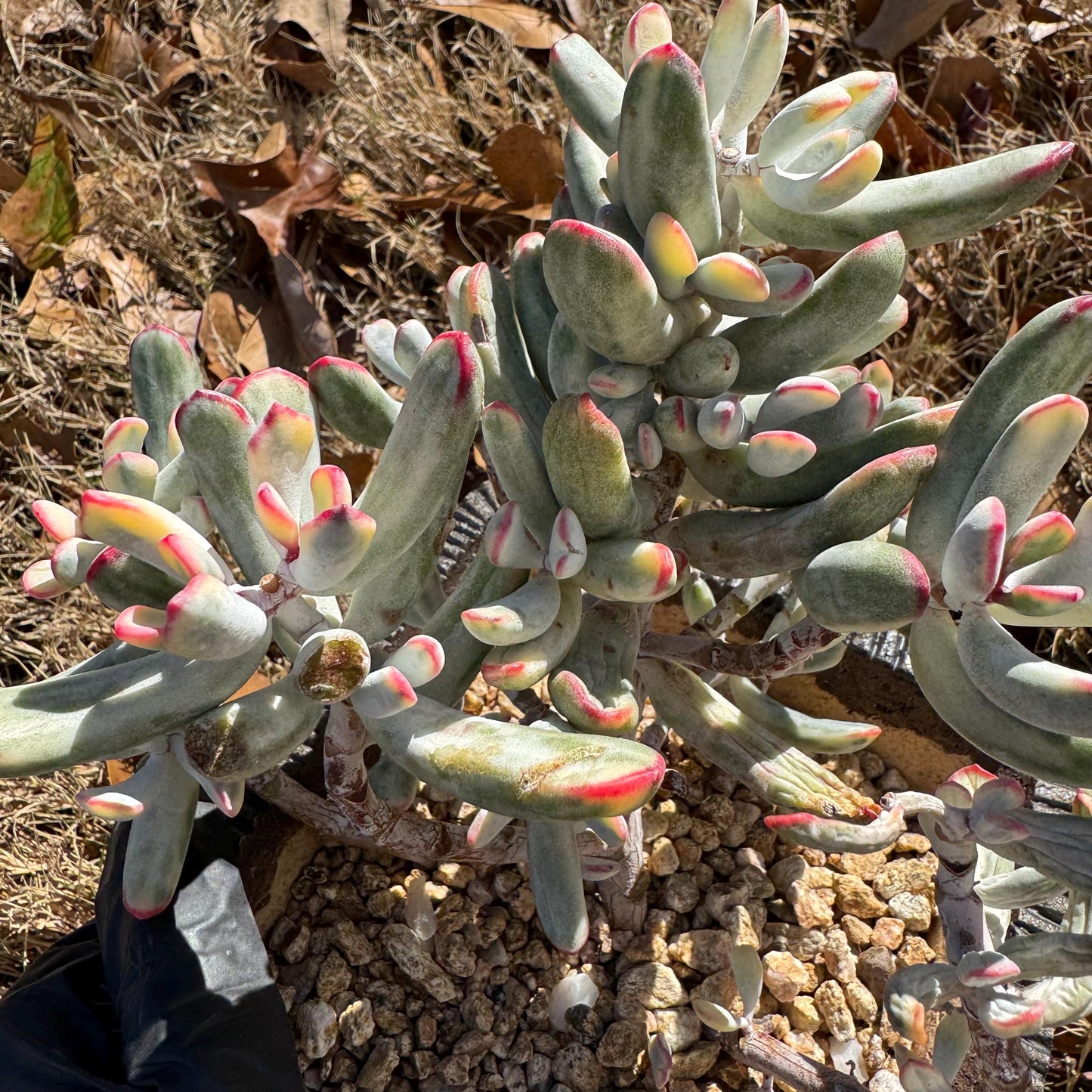 Cotyledon Orbiculata cv. Long Leaf Variegated , 5inches, bare Root, Imported Rare Succulent, live plant