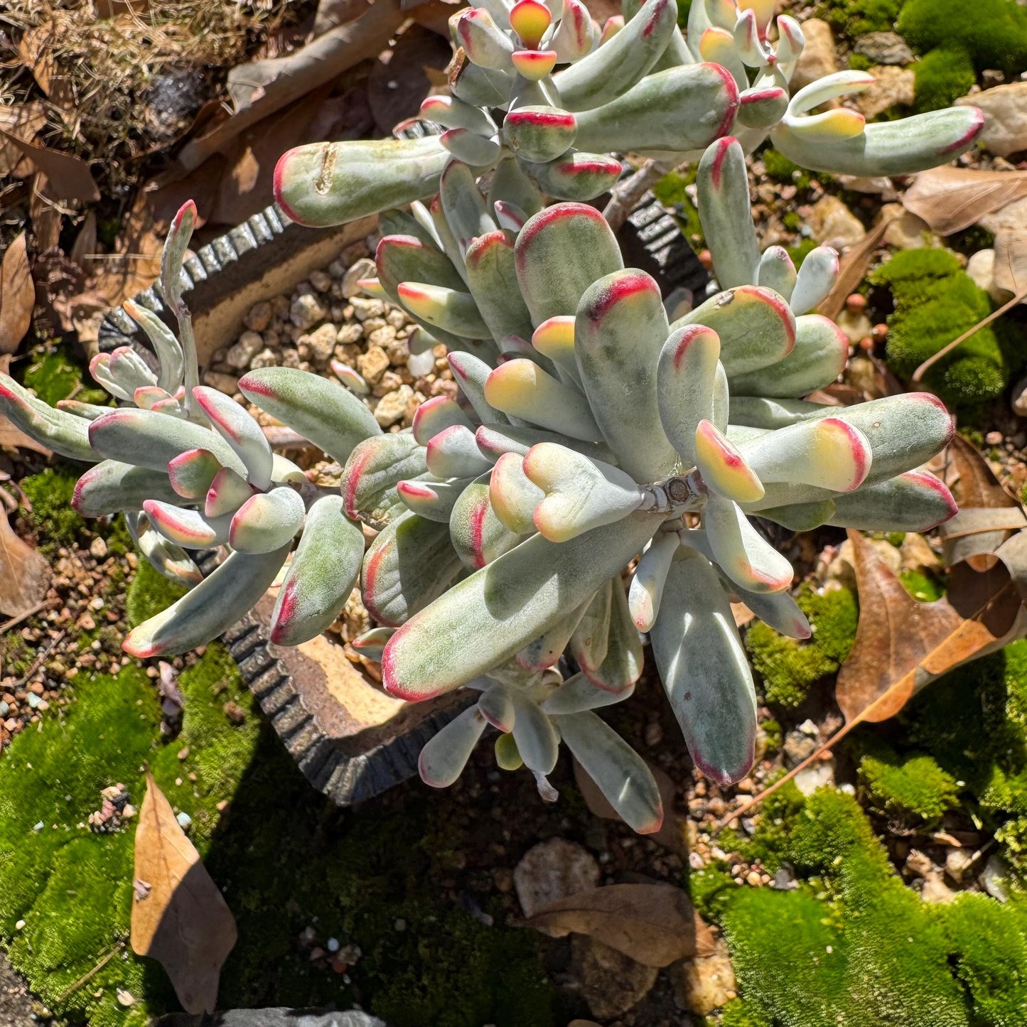 Cotyledon Orbiculata cv. Long Leaf Variegated , 5inches, bare Root, Imported Rare Succulent, live plant