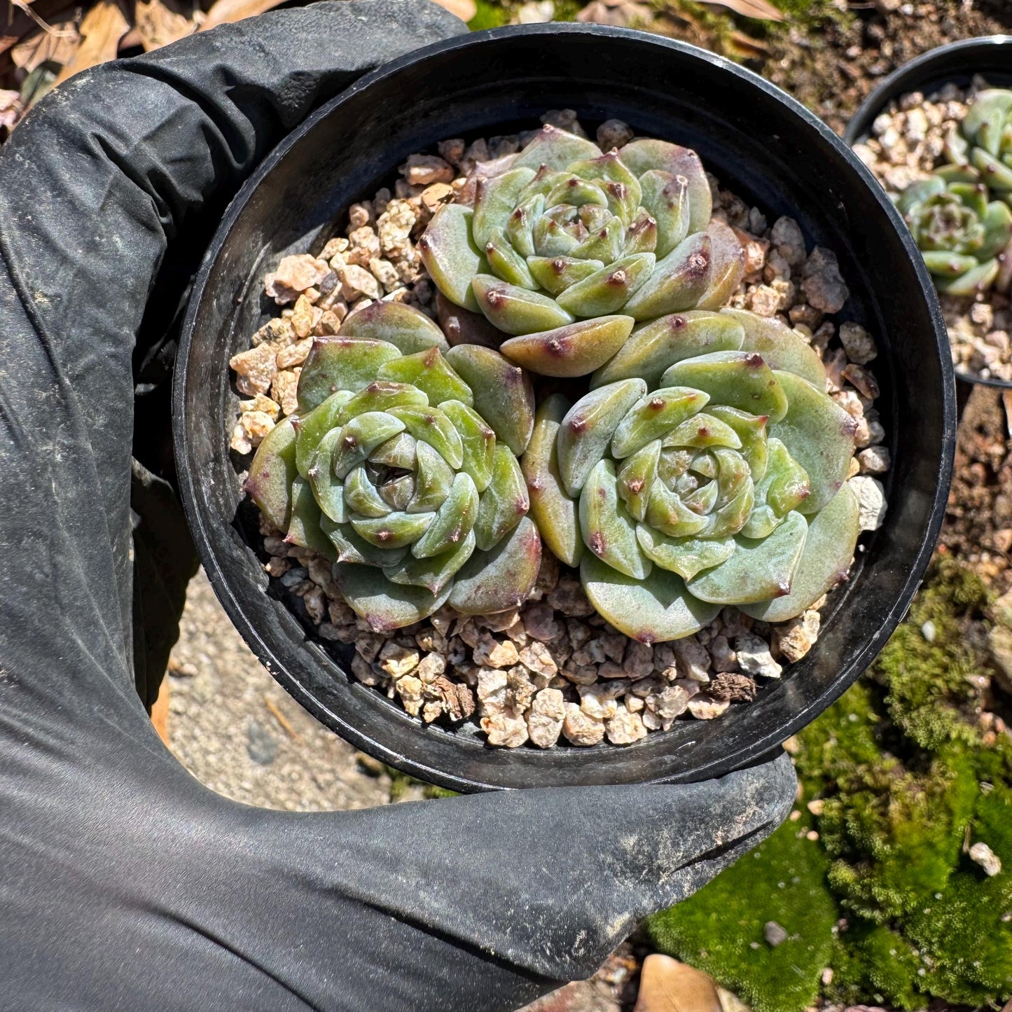 3pcs  Echeveria 'Sugar Heart ', 1.2inches,   Mini size, Bare Root, Imported Rare Succulent