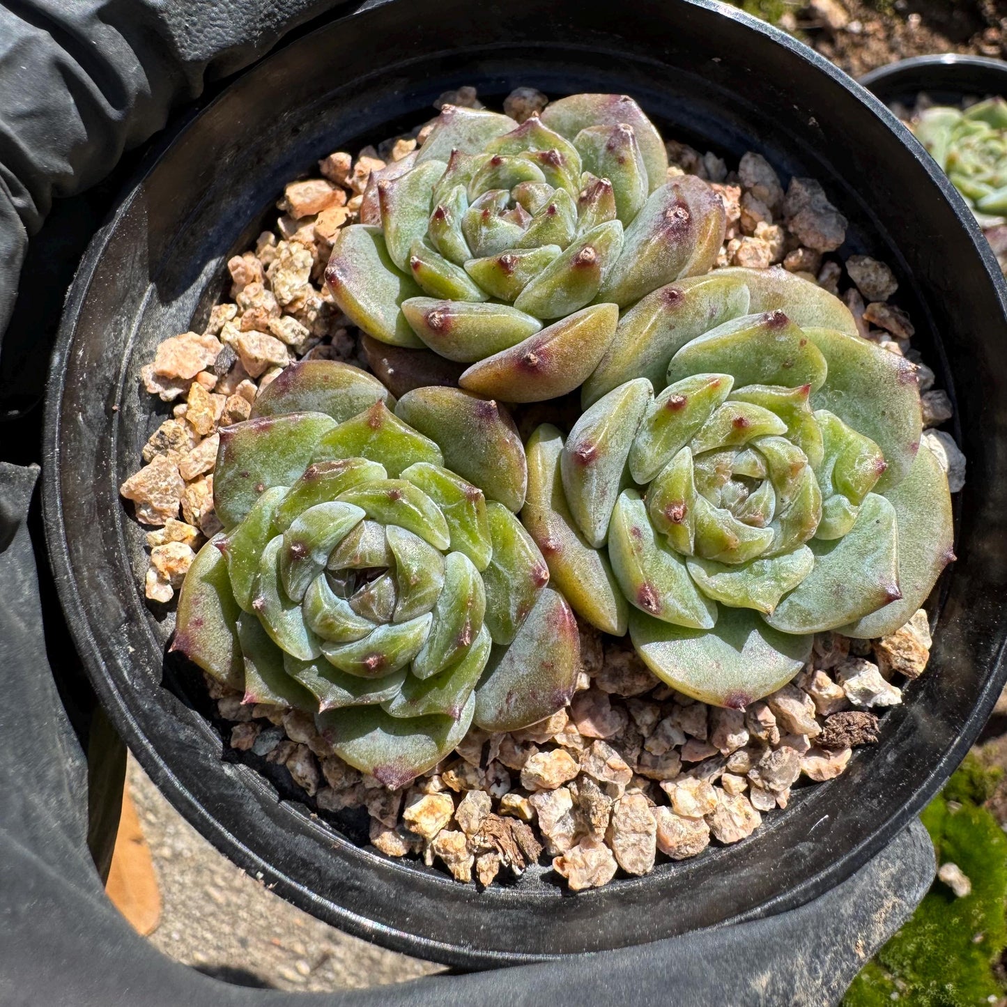 3pcs  Echeveria 'Sugar Heart ', 1.2inches,   Mini size, Bare Root, Imported Rare Succulent