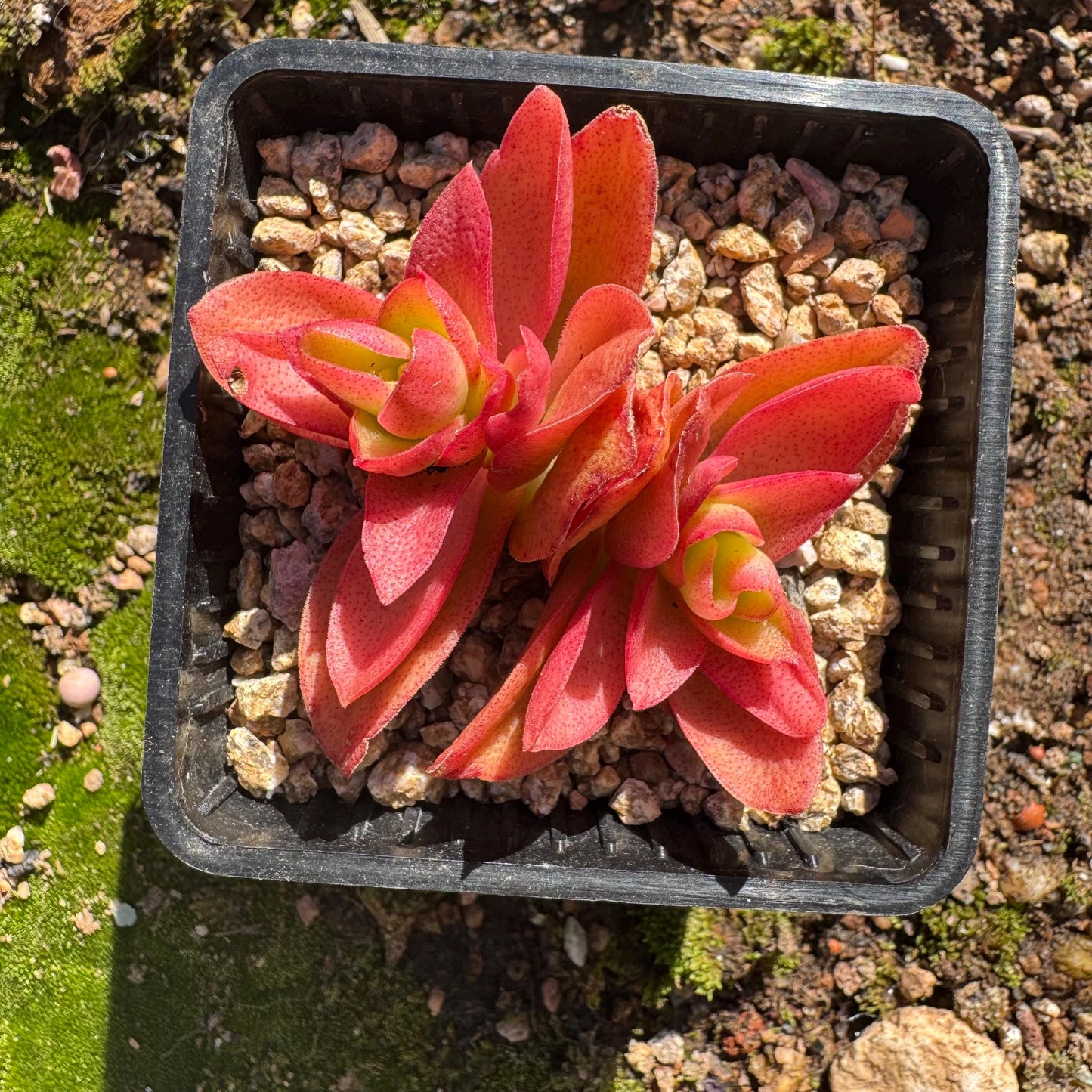 Crassula 'Campfire', 2 heads with pot, nice color, 2.3 inches, Bare Root, Imported Rare Succulent, live plant