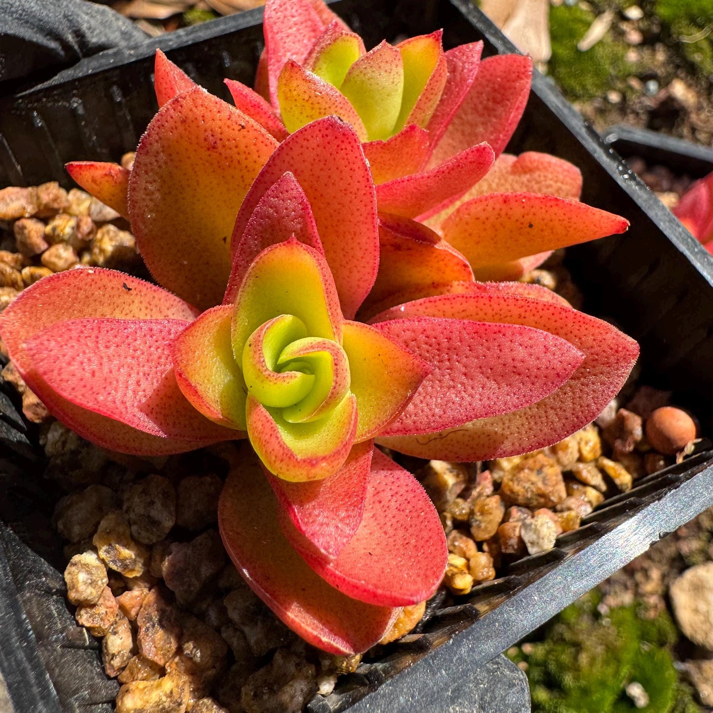 Crassula 'Campfire', 2 heads with pot, nice color, 2.3 inches, Bare Root, Imported Rare Succulent, live plant