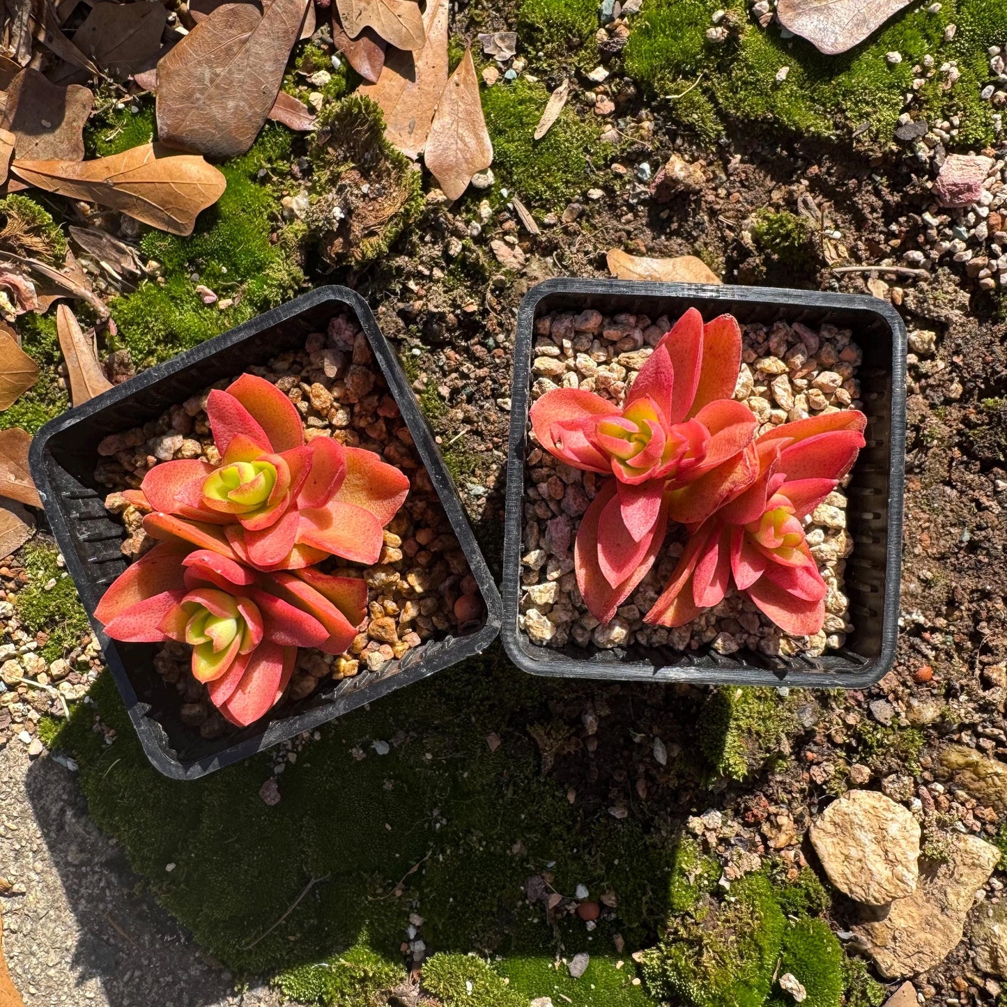 Crassula 'Campfire', 2 heads with pot, nice color, 2.3 inches, Bare Root, Imported Rare Succulent, live plant