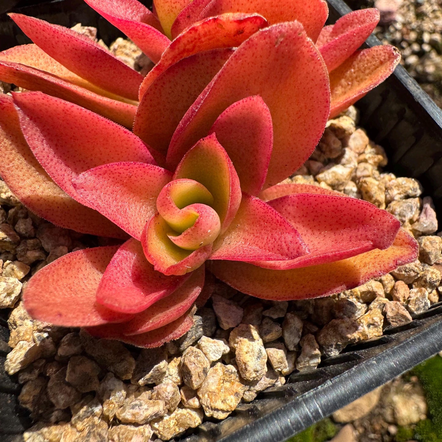 Crassula 'Campfire', 2 heads with pot, nice color, 2.3 inches, Bare Root, Imported Rare Succulent, live plant