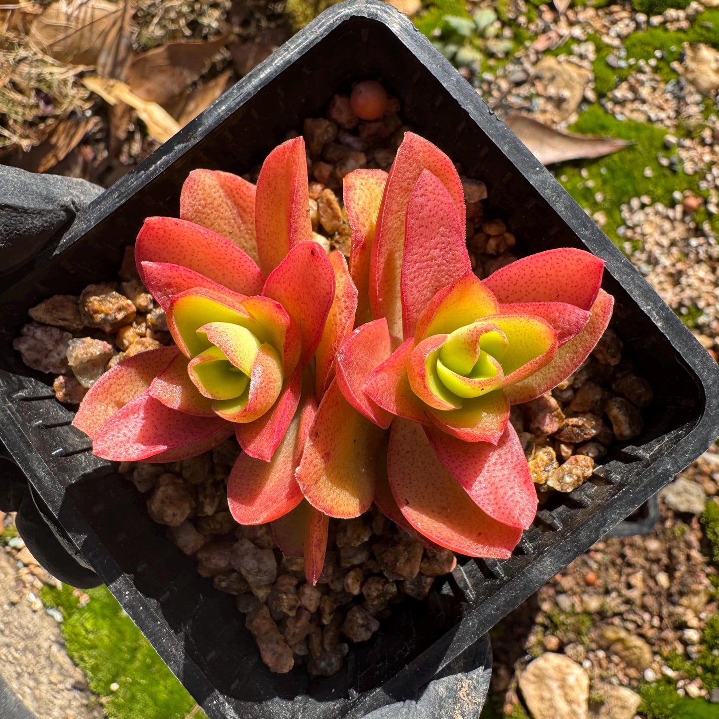 Crassula 'Campfire', 2 heads with pot, nice color, 2.3 inches, Bare Root, Imported Rare Succulent, live plant