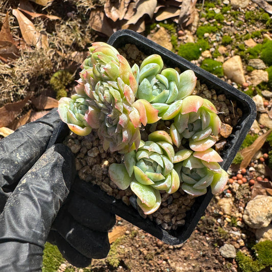 Echeveri' berry' small seperated cluster with a crest head,  2.5 inches, single head, nice color , Bare Root, Imported Rare Succulent