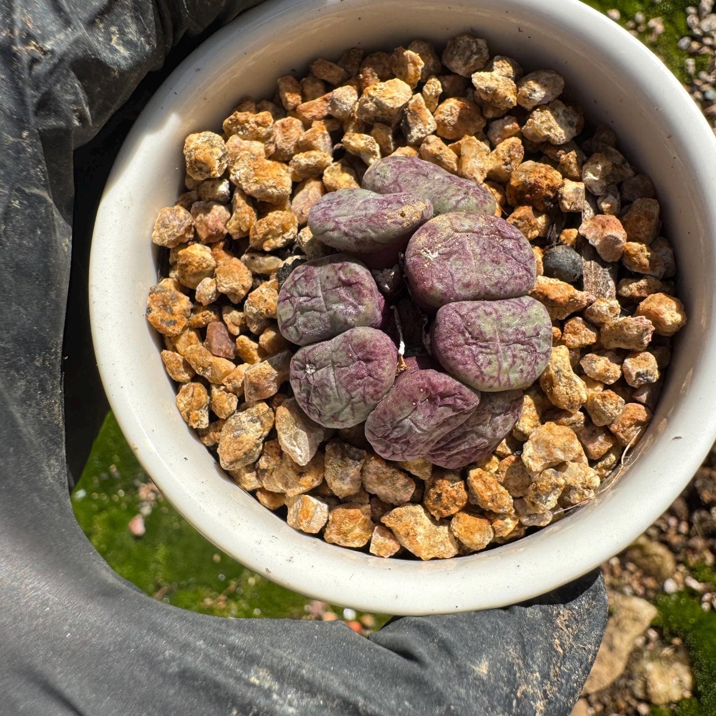 Conophytum 'ficiforme', 1.2inches, tiny size, 7heads, Imported Rare Succulent, Bare Root, live plant,