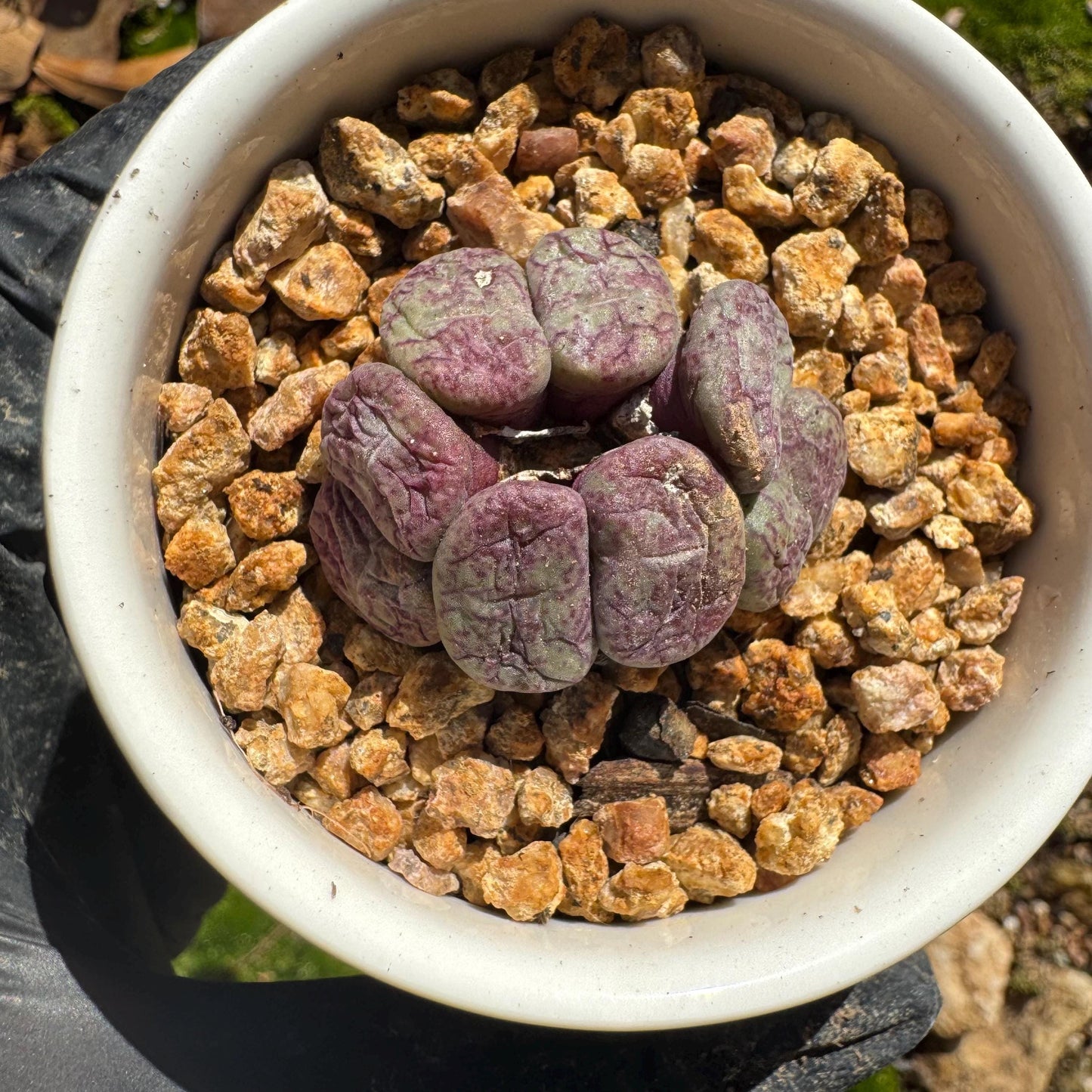 Conophytum 'ficiforme', 1.2inches, tiny size, 7heads, Imported Rare Succulent, Bare Root, live plant,