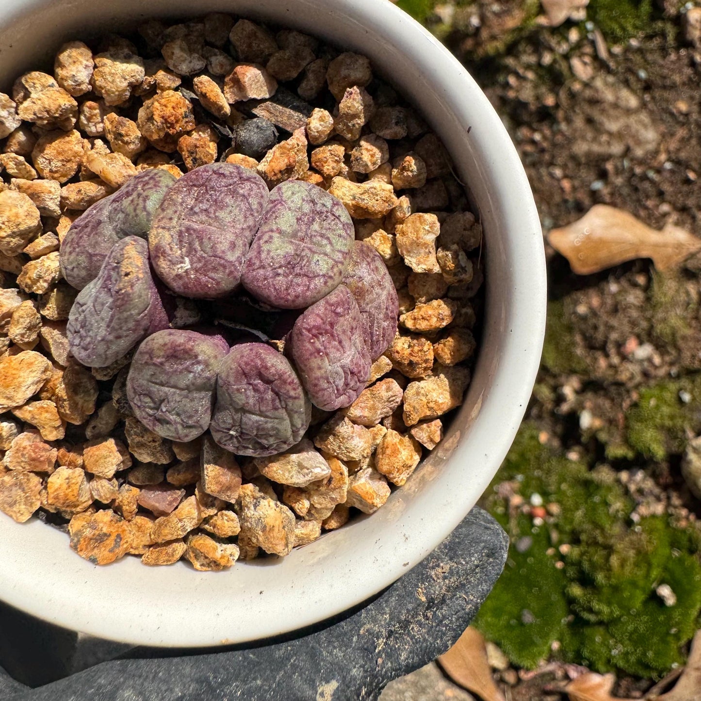 Conophytum 'ficiforme', 1.2inches, tiny size, 7heads, Imported Rare Succulent, Bare Root, live plant,