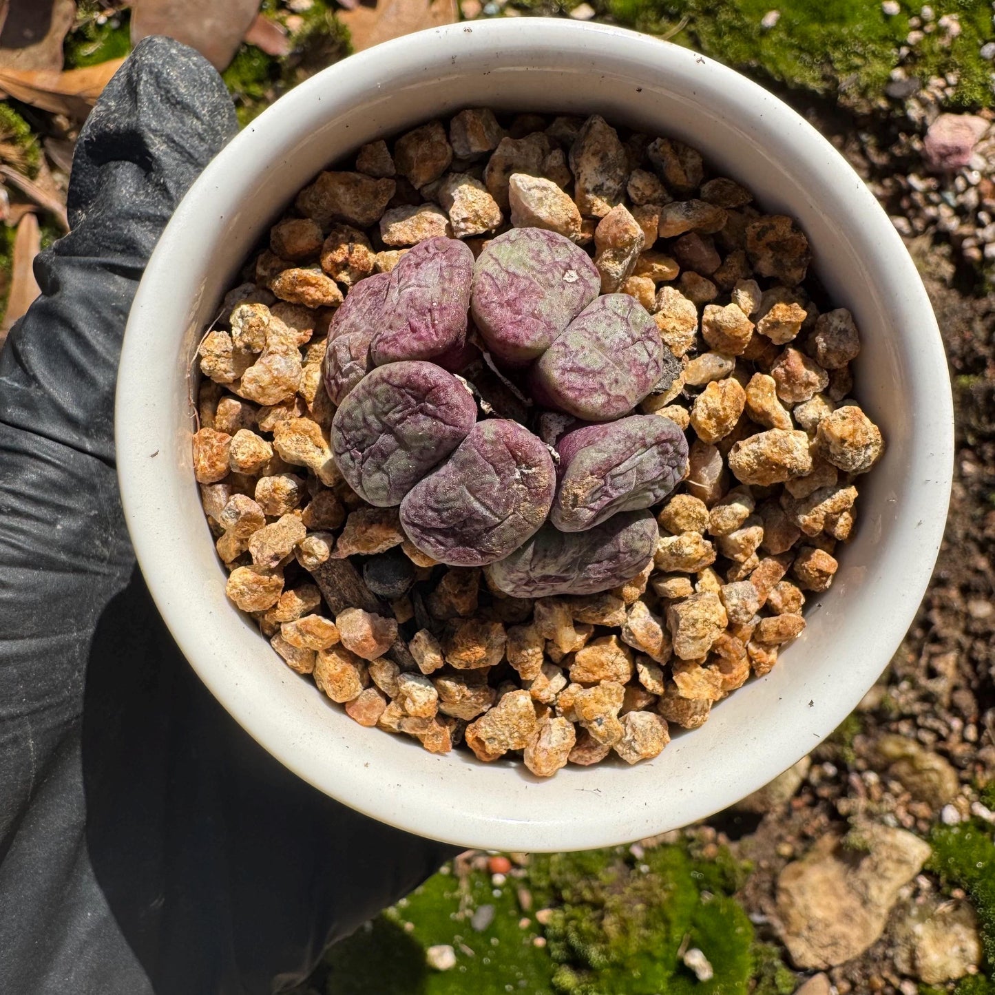 Conophytum 'ficiforme', 1.2inches, tiny size, 7heads, Imported Rare Succulent, Bare Root, live plant,