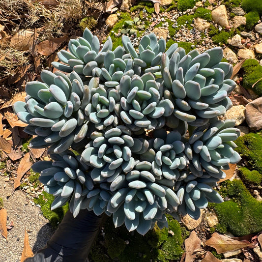 Echeveria 'Cinderella' big cluster , 6.0inches, more than 12heads,  high quality, Bare Root, Imported Rare Succulent, gift