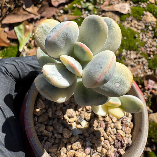 Cotyledon Orbiculate Variegated, 1big head with 2babies,   1.7inches, bare Root, Imported Rare Succulent, live plant