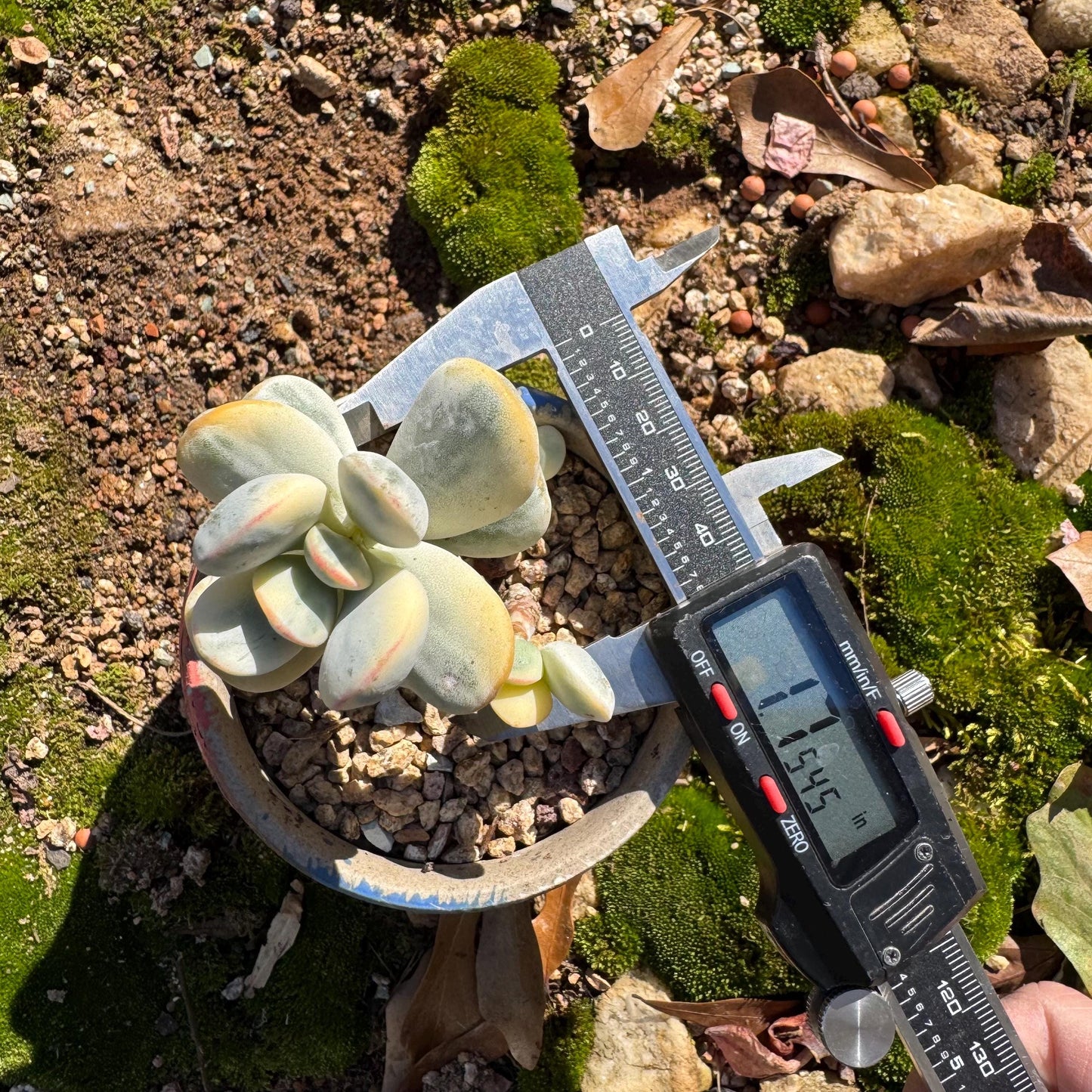 Cotyledon Orbiculate Variegated, 1big head with 2babies,   1.7inches, bare Root, Imported Rare Succulent, live plant