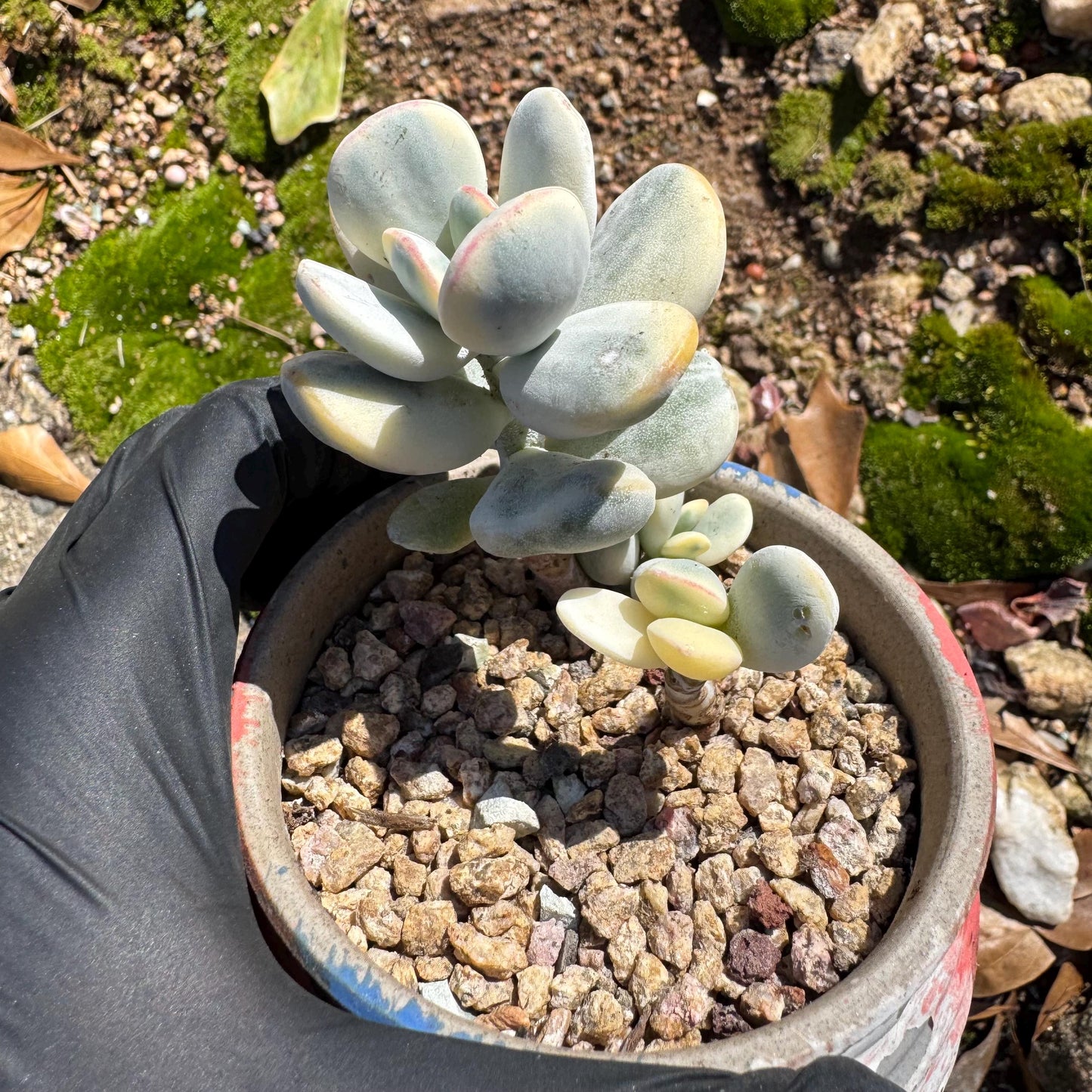 Cotyledon Orbiculate Variegated, 1big head with 2babies,   1.7inches, bare Root, Imported Rare Succulent, live plant