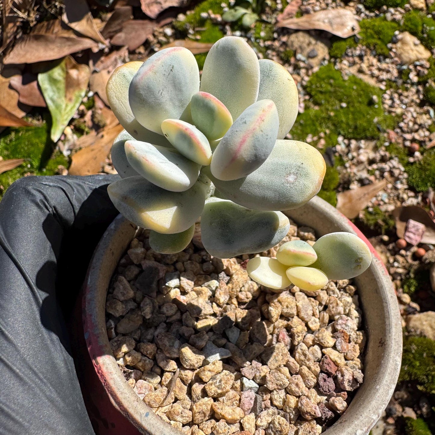 Cotyledon Orbiculate Variegated, 1big head with 2babies,   1.7inches, bare Root, Imported Rare Succulent, live plant