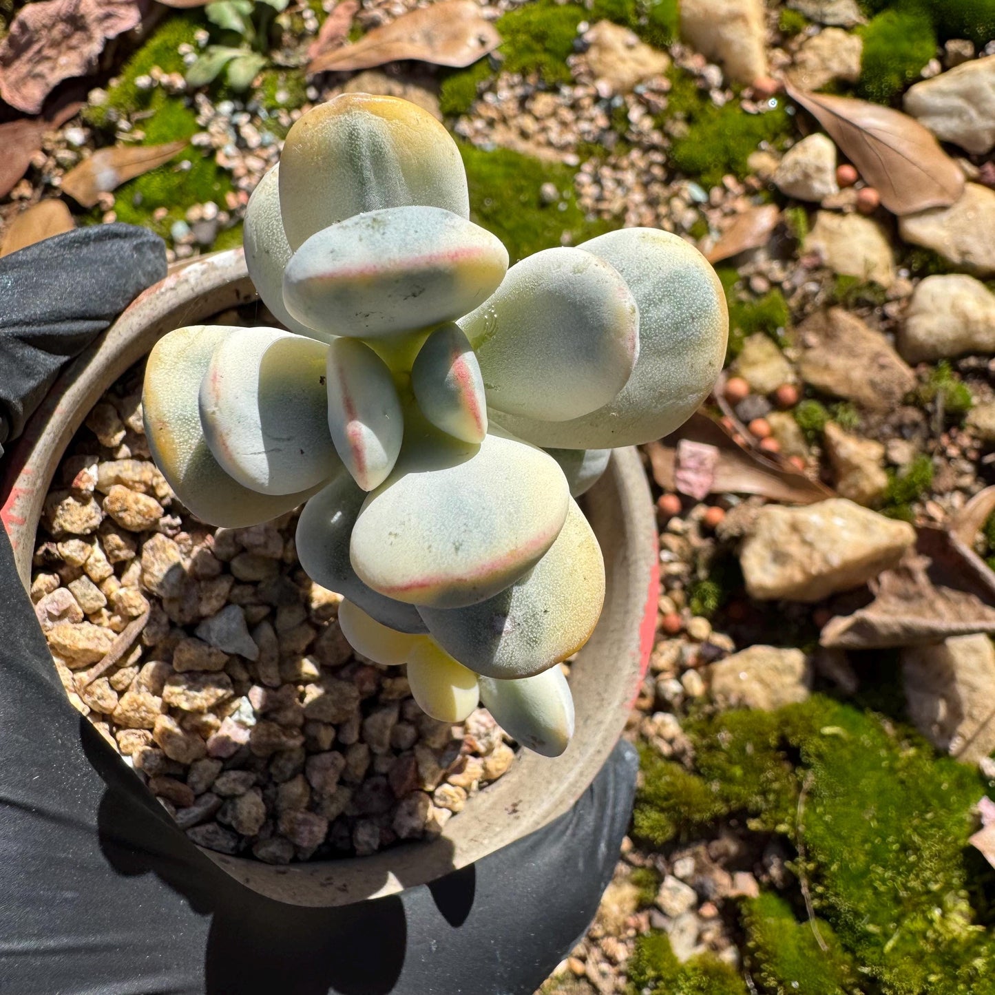 Cotyledon Orbiculate Variegated, 1big head with 2babies,   1.7inches, bare Root, Imported Rare Succulent, live plant