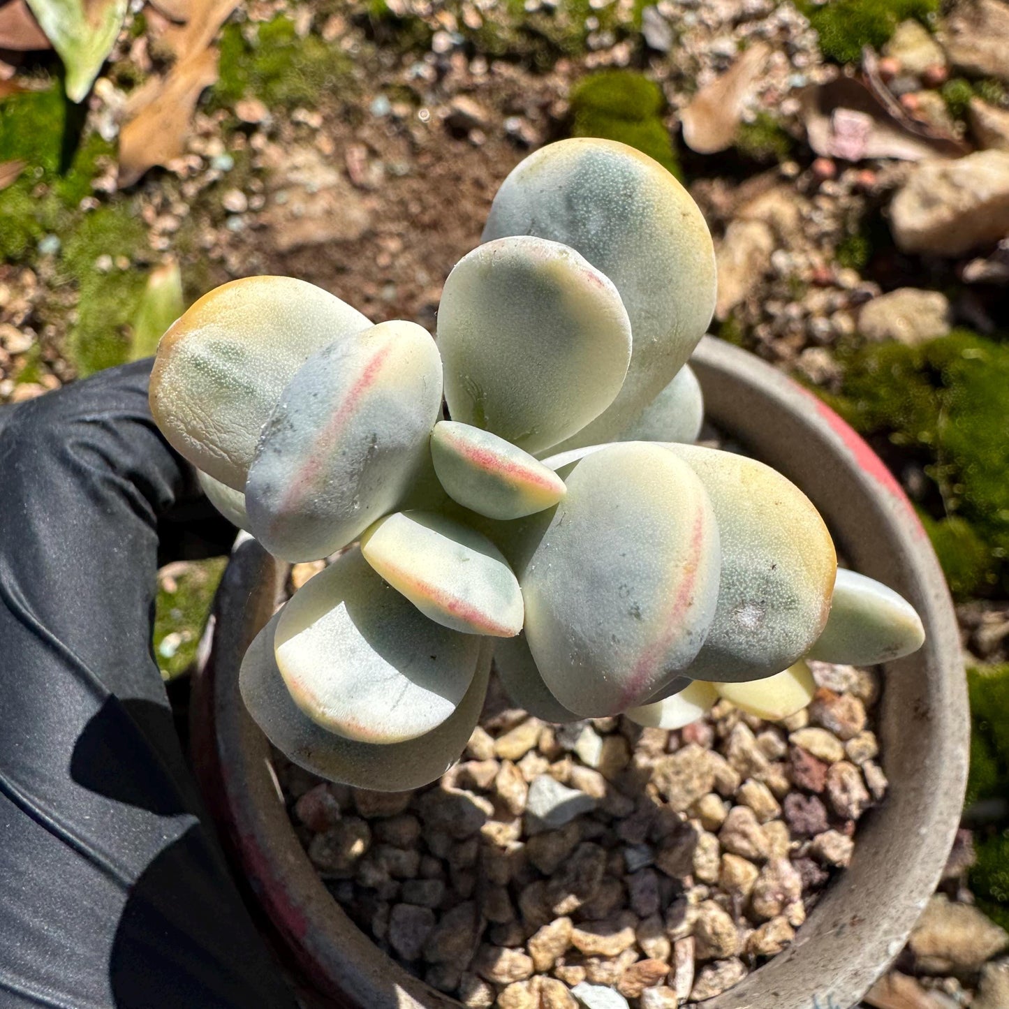 Cotyledon Orbiculate Variegated, 1big head with 2babies,   1.7inches, bare Root, Imported Rare Succulent, live plant