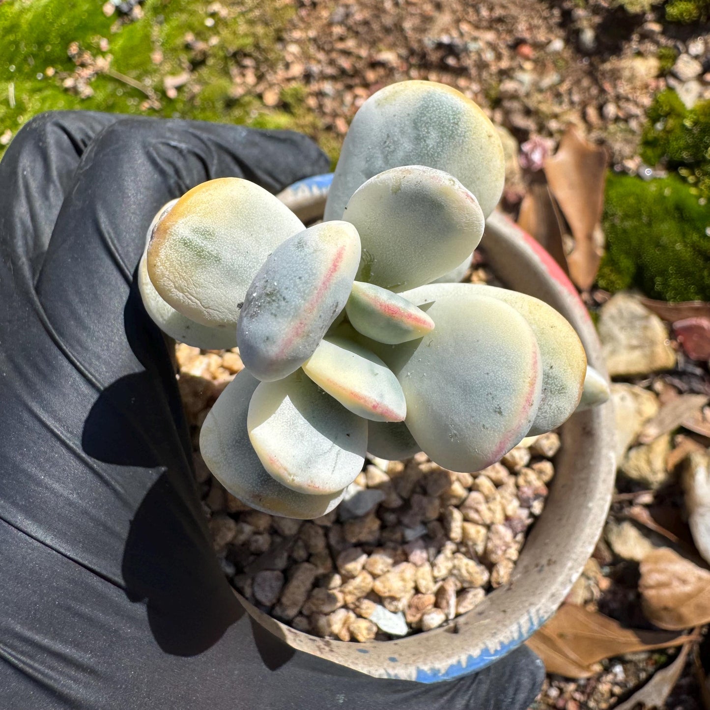 Cotyledon Orbiculate Variegated, 1big head with 2babies,   1.7inches, bare Root, Imported Rare Succulent, live plant