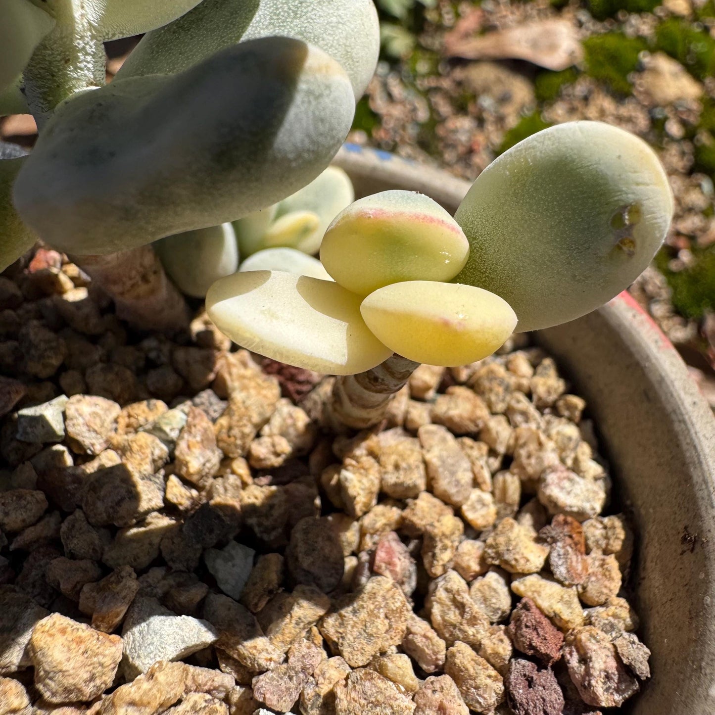 Cotyledon Orbiculate Variegated, 1big head with 2babies,   1.7inches, bare Root, Imported Rare Succulent, live plant