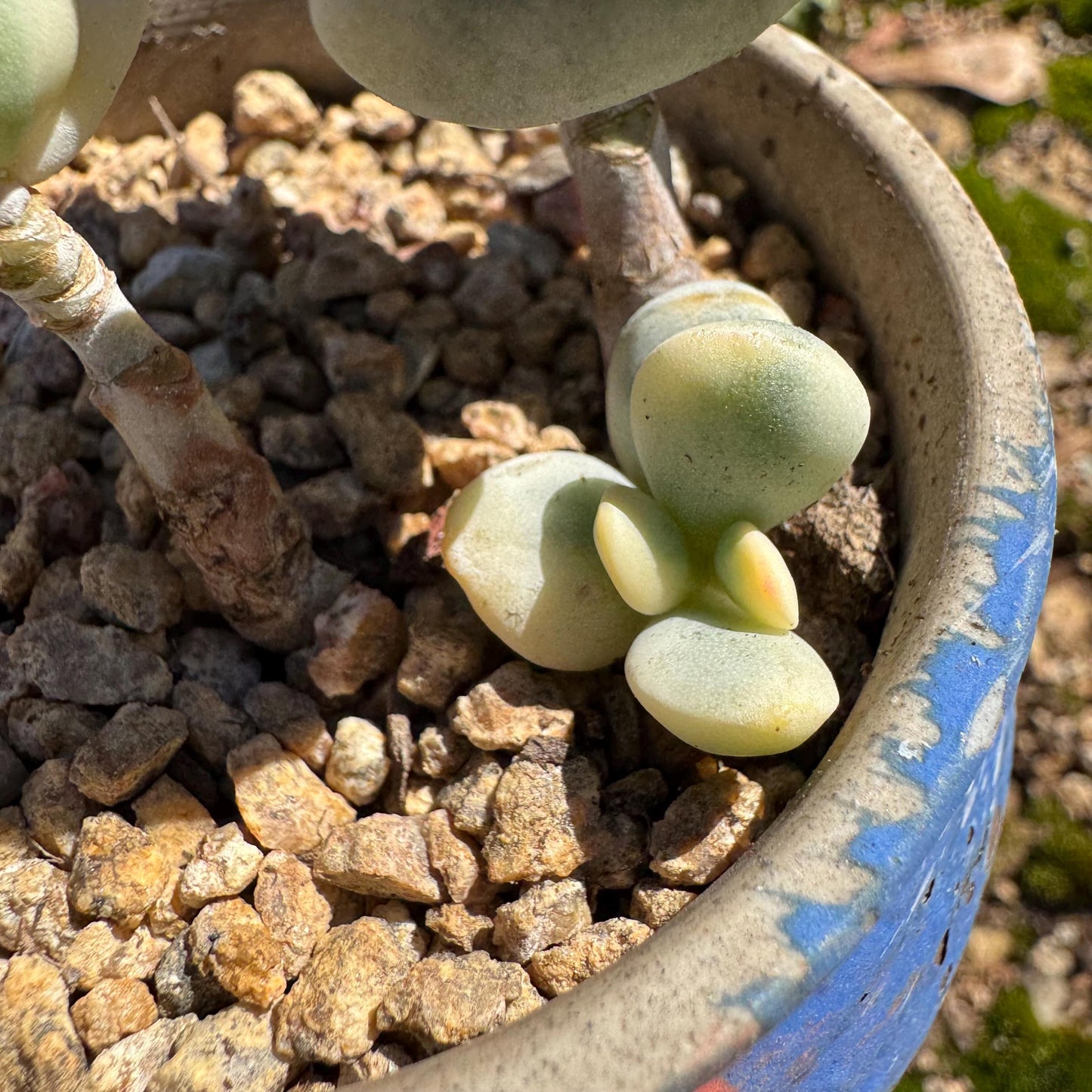 Cotyledon Orbiculate Variegated, 1big head with 2babies,   1.7inches, bare Root, Imported Rare Succulent, live plant