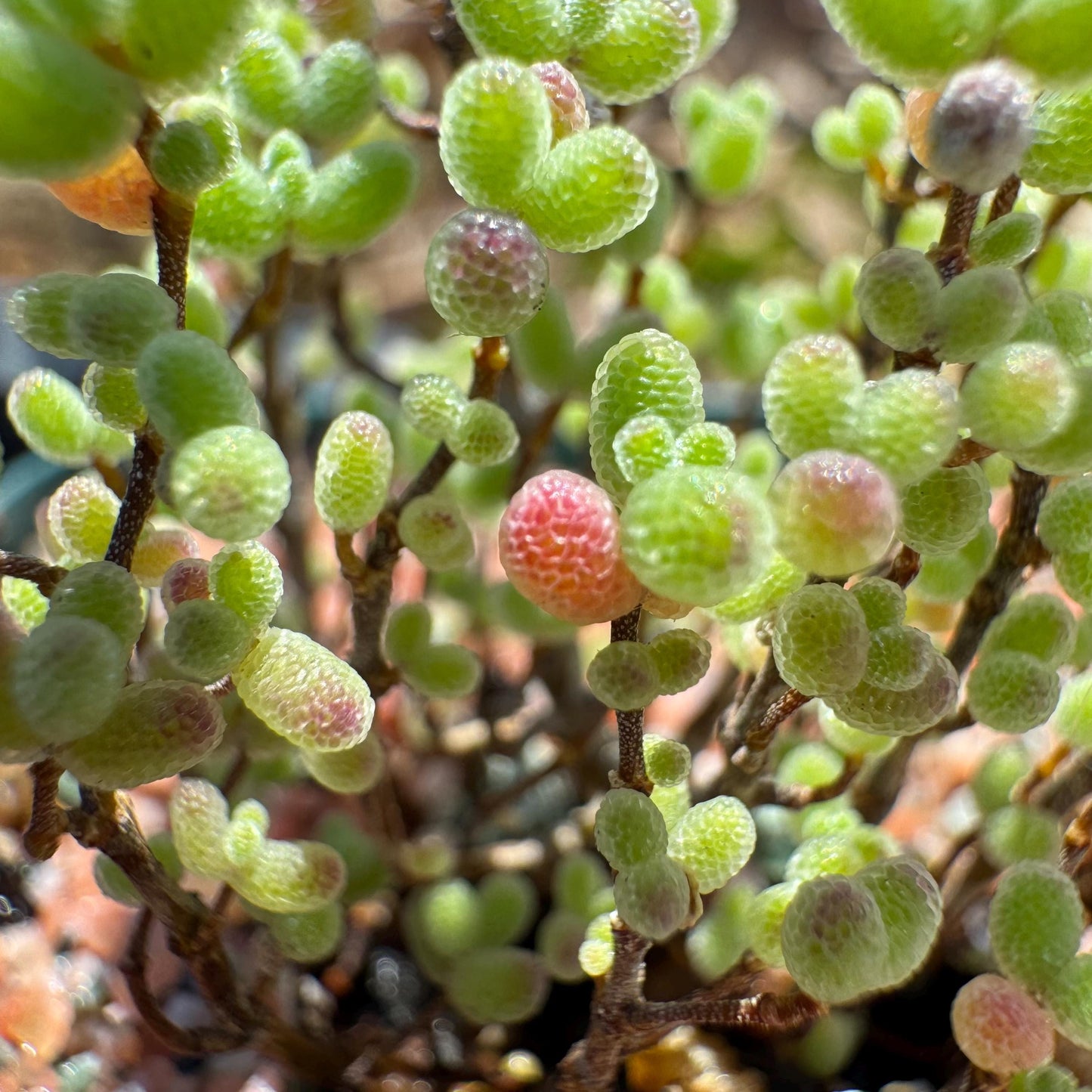 Drosanthemum globosum’, mini size,, width1.3inches , Bare Root, Imported Rare Succulent, live plant