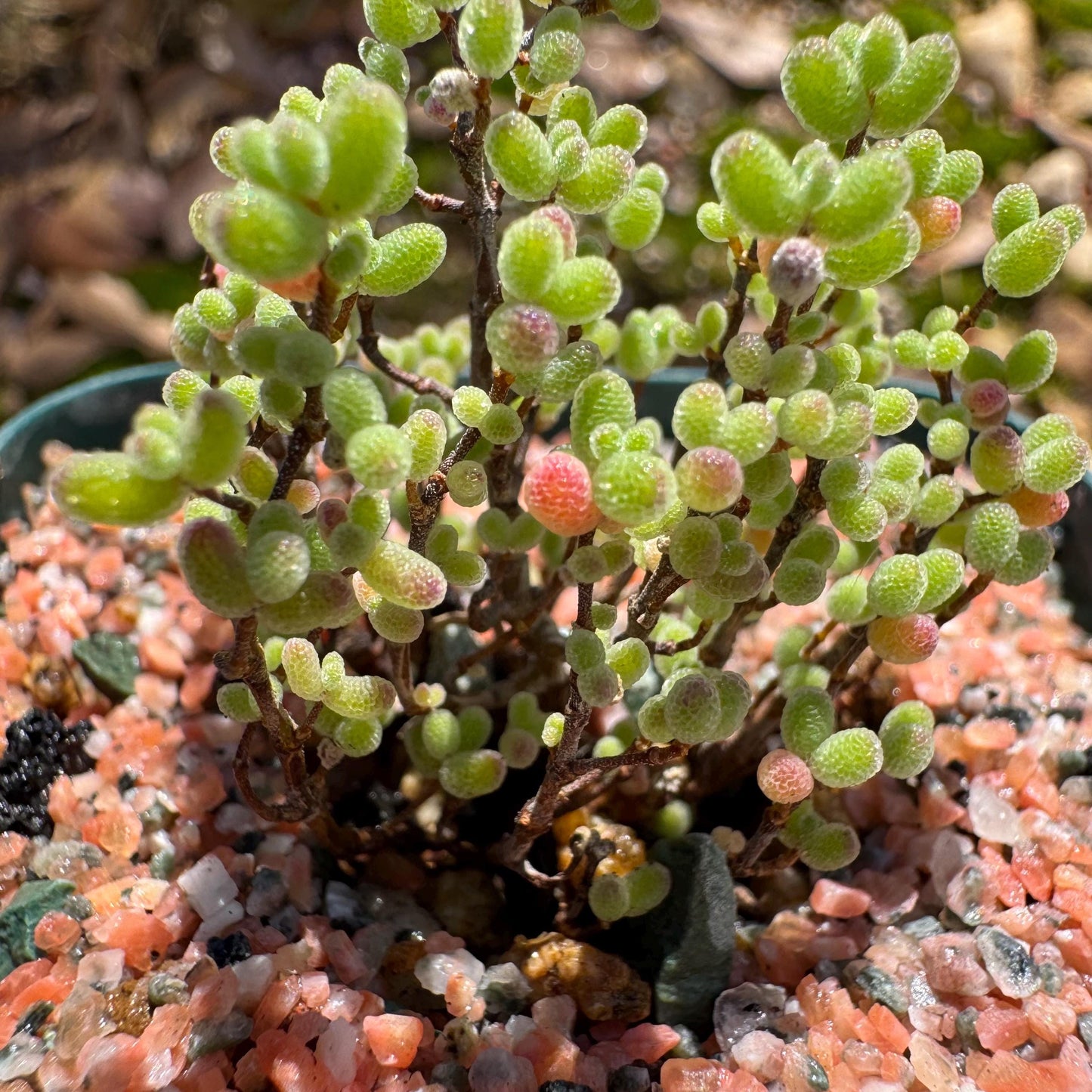 Drosanthemum globosum’, mini size,, width1.3inches , Bare Root, Imported Rare Succulent, live plant