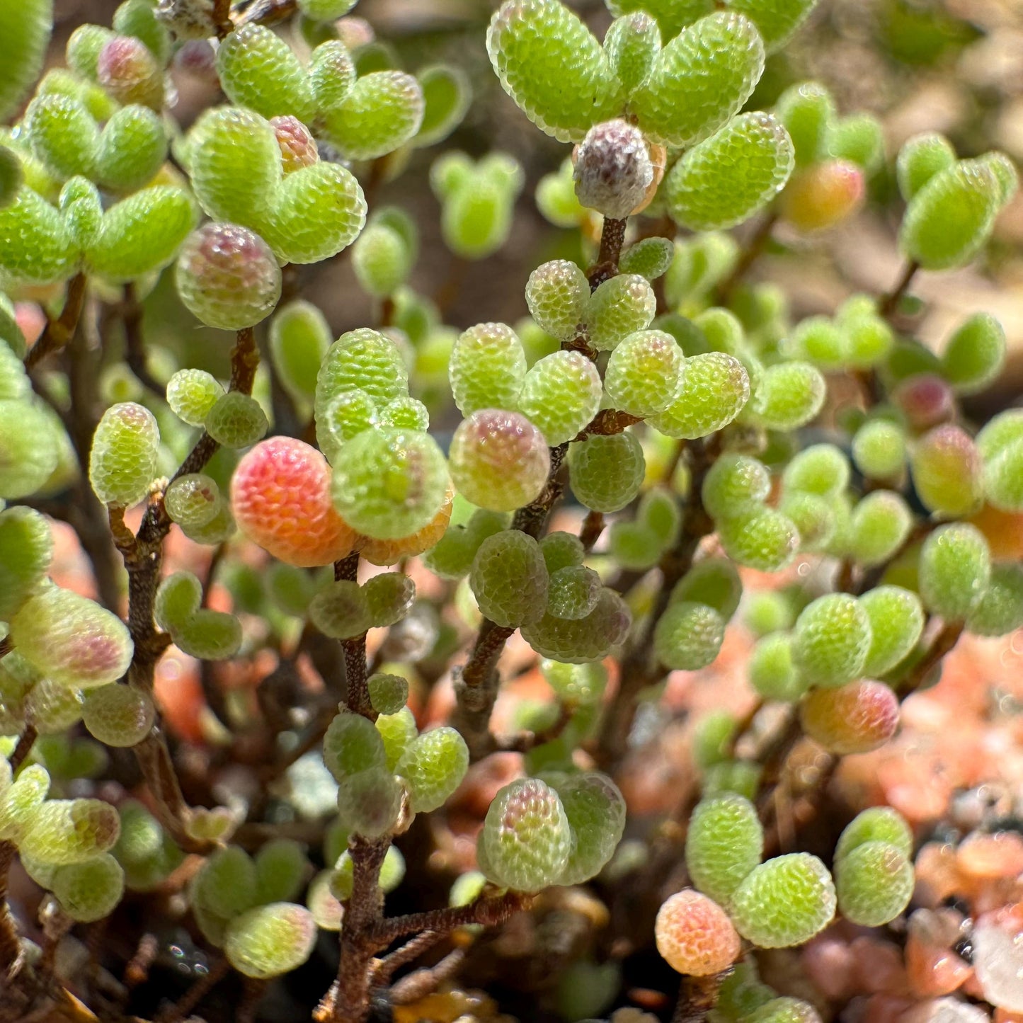 Drosanthemum globosum’, mini size,, width1.3inches , Bare Root, Imported Rare Succulent, live plant