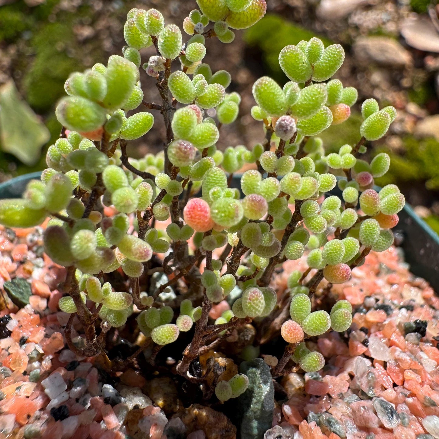 Drosanthemum globosum’, mini size,, width1.3inches , Bare Root, Imported Rare Succulent, live plant