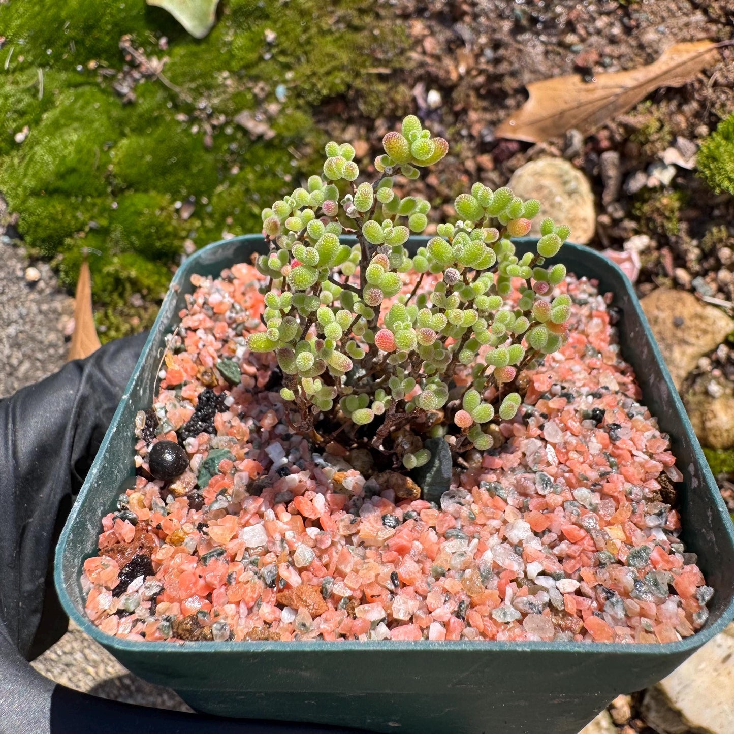 Drosanthemum globosum’, mini size,, width1.3inches , Bare Root, Imported Rare Succulent, live plant