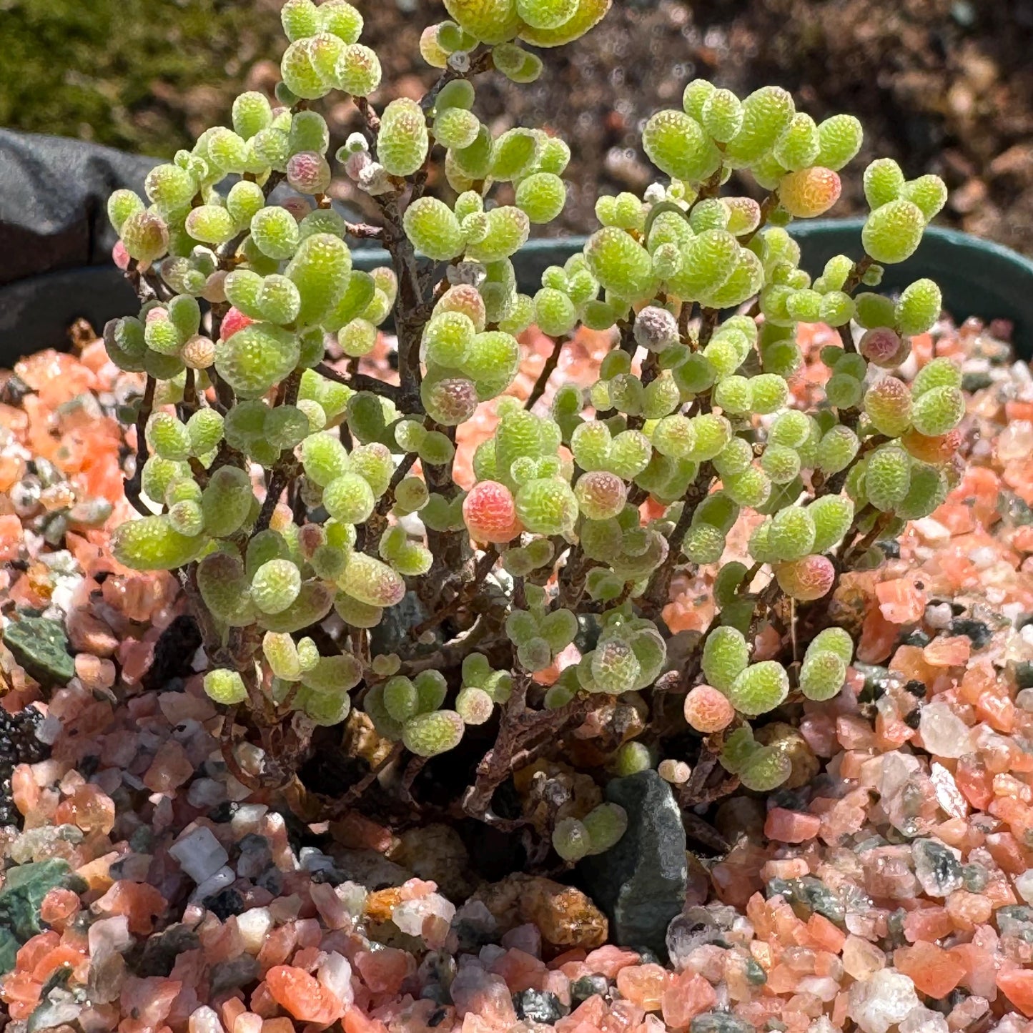 Drosanthemum globosum’, mini size,, width1.3inches , Bare Root, Imported Rare Succulent, live plant