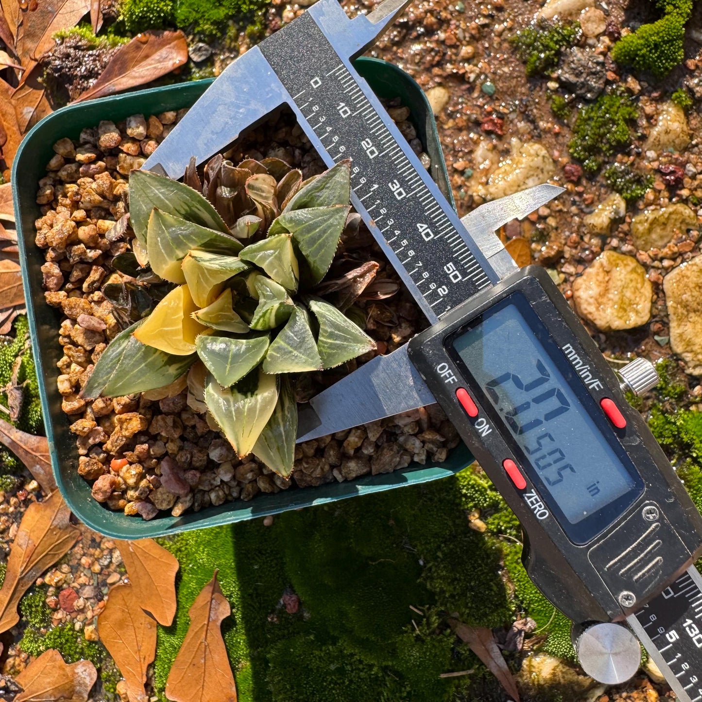 Haworthia' Heidelbergensis Variegated' cluster, 2.0inches, really nice ,  live plant, Imported Rare Succulent , gift