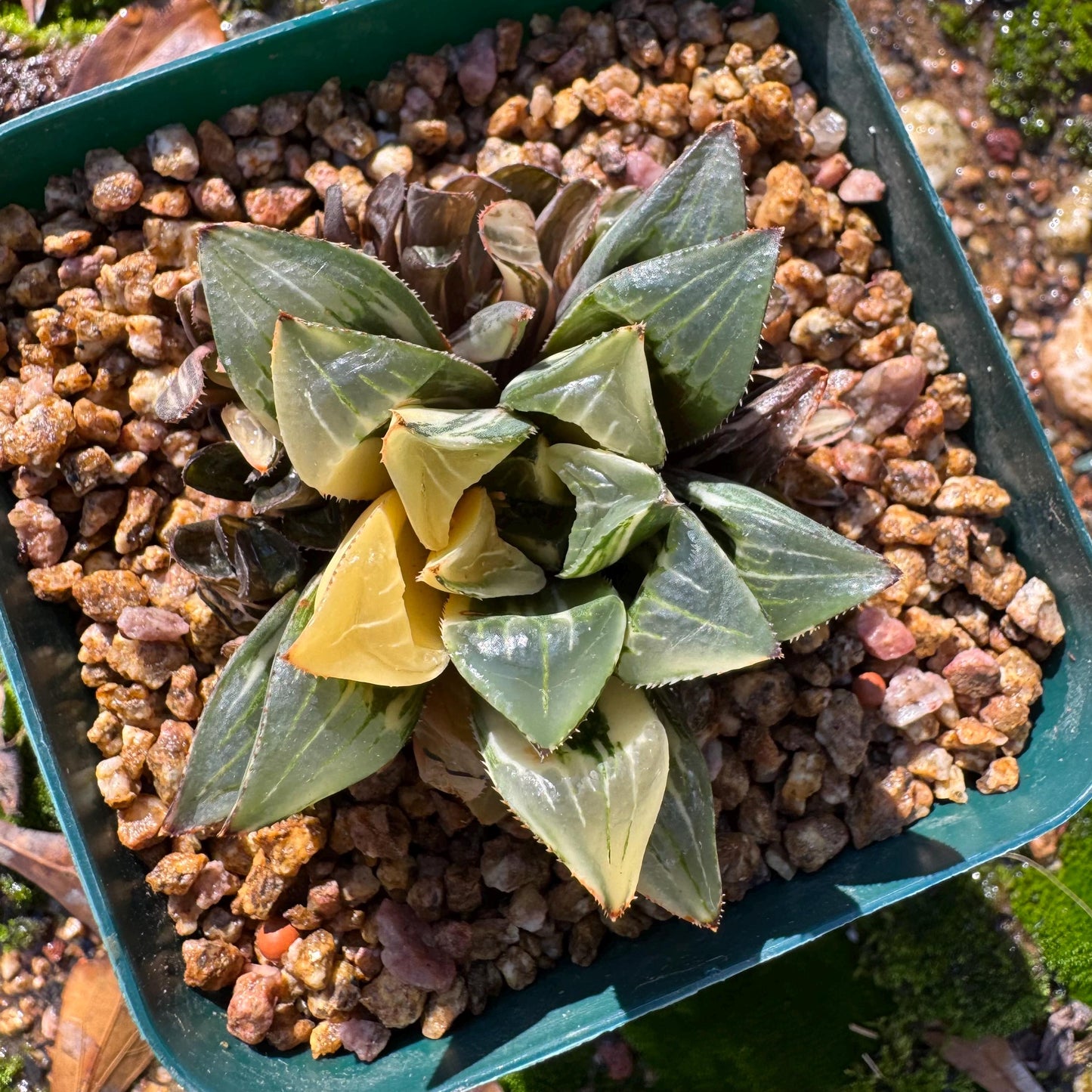 Haworthia' Heidelbergensis Variegated' cluster, 2.0inches, really nice ,  live plant, Imported Rare Succulent , gift