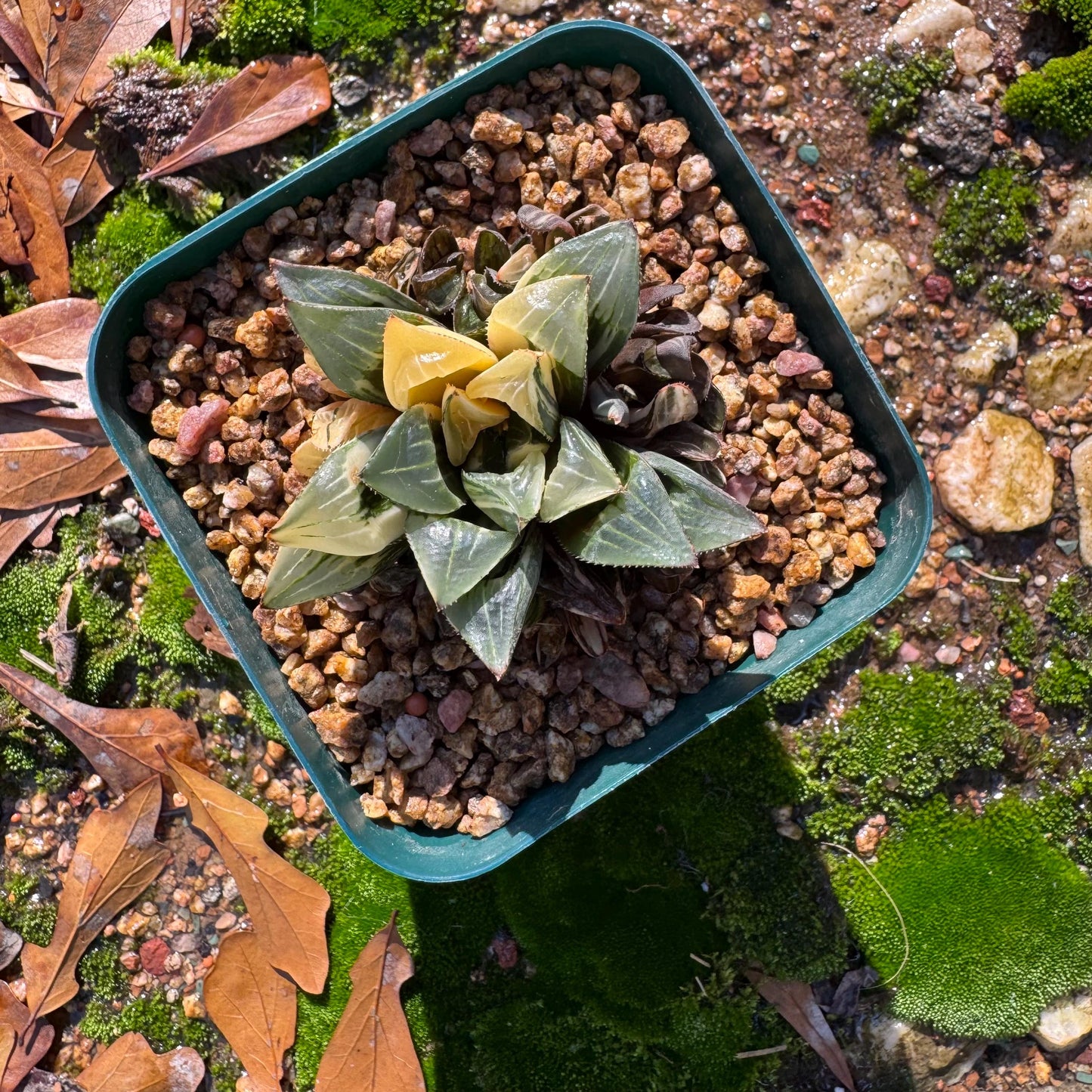 Haworthia' Heidelbergensis Variegated' cluster, 2.0inches, really nice ,  live plant, Imported Rare Succulent , gift