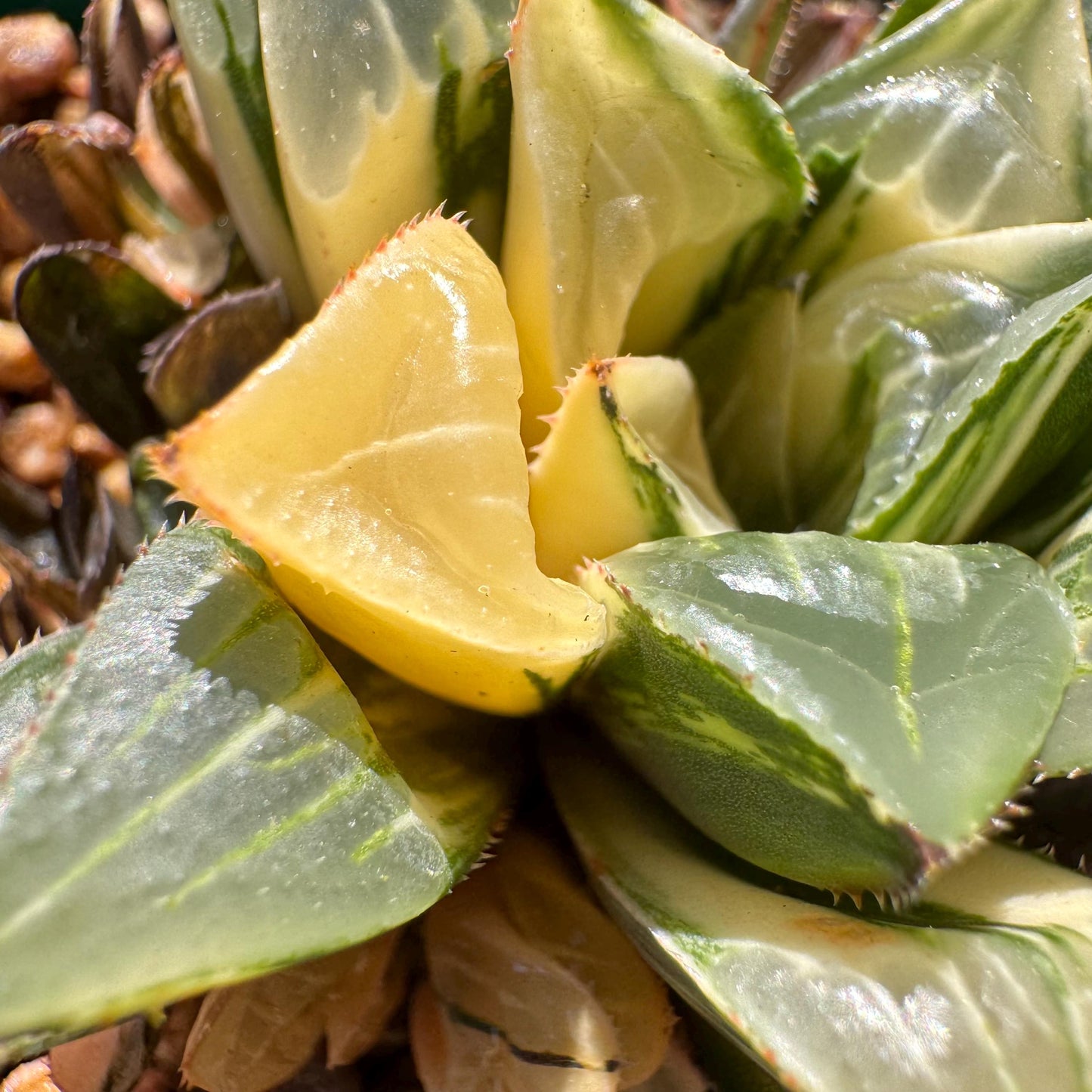 Haworthia' Heidelbergensis Variegated' cluster, 2.0inches, really nice ,  live plant, Imported Rare Succulent , gift