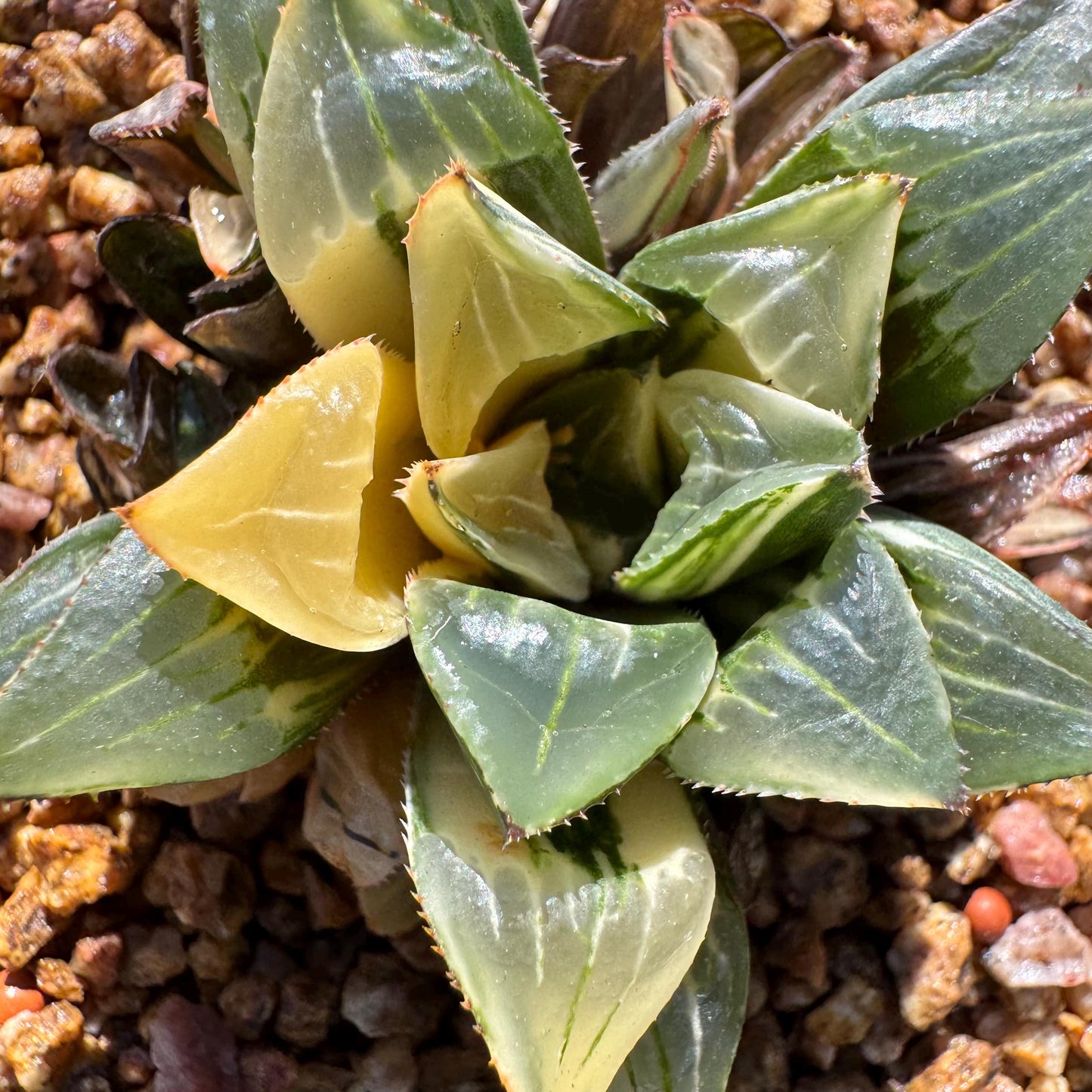 Haworthia' Heidelbergensis Variegated' cluster, 2.0inches, really nice ,  live plant, Imported Rare Succulent , gift