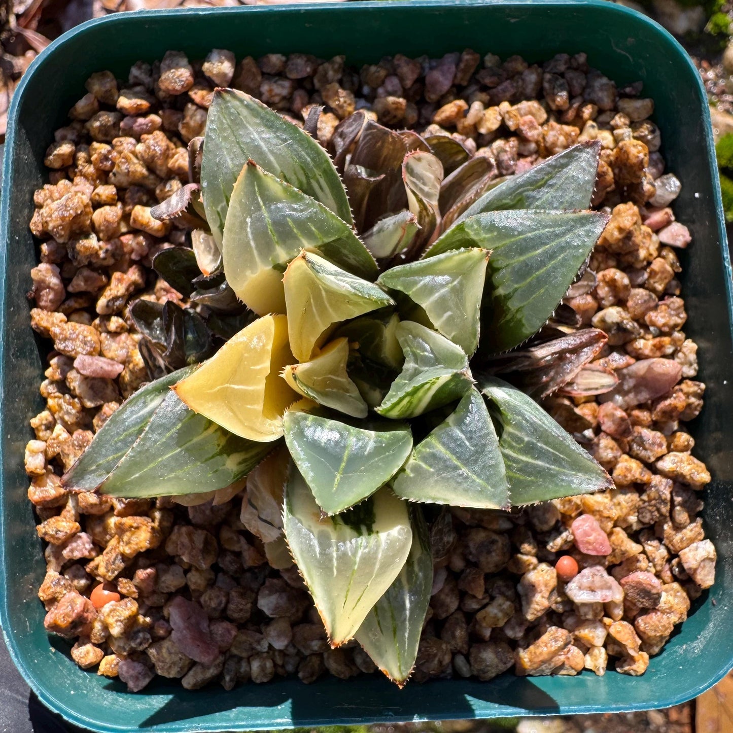 Haworthia' Heidelbergensis Variegated' cluster, 2.0inches, really nice ,  live plant, Imported Rare Succulent , gift